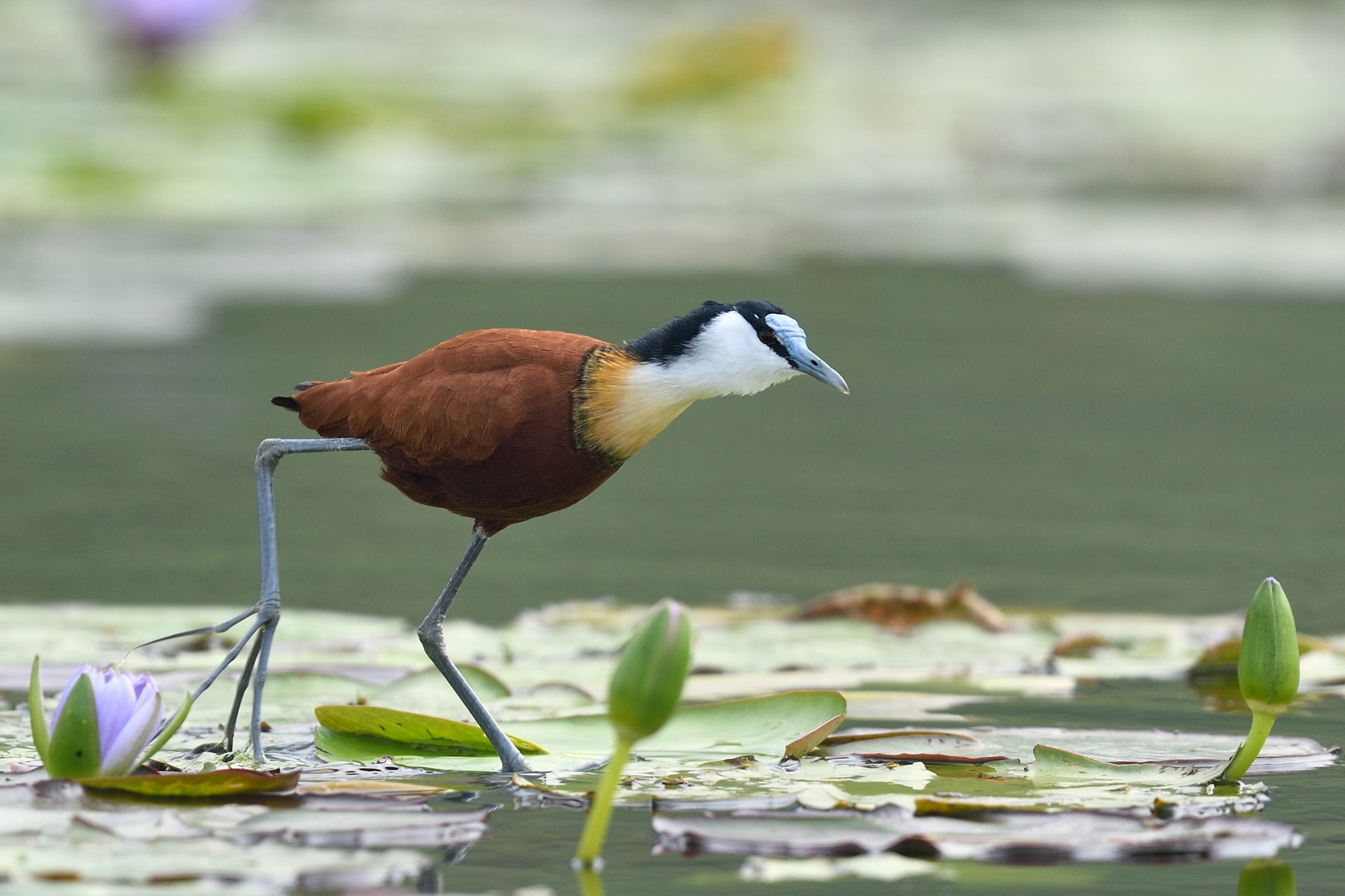 African jacana