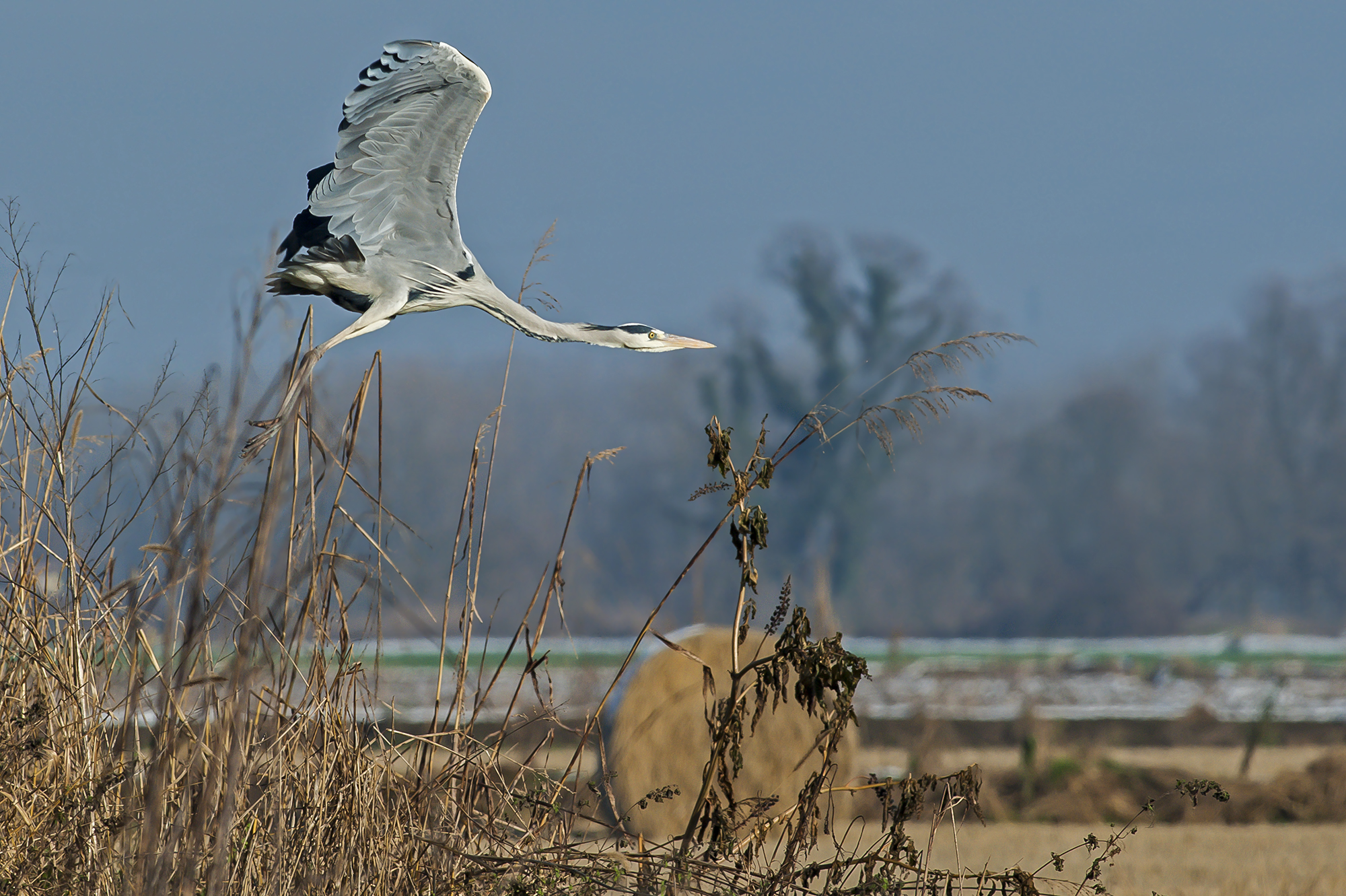 Grey Heron in flight