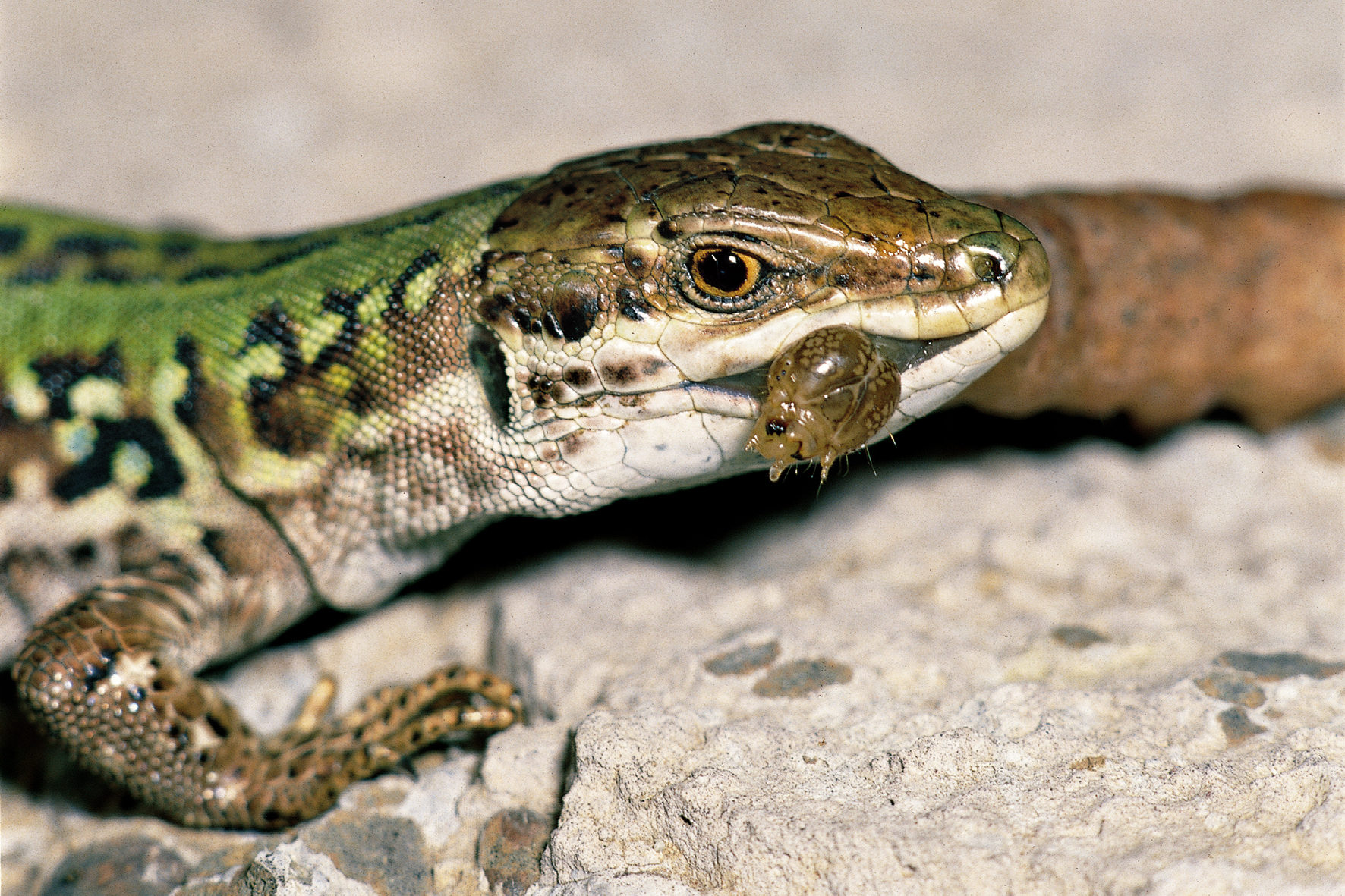 Foto pellicola dia 1985