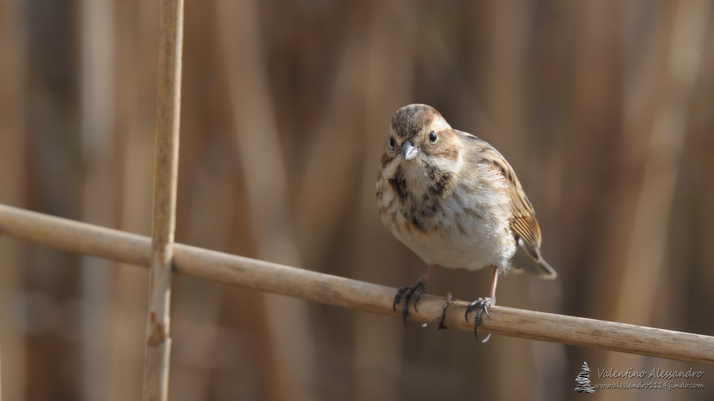 face to face with the Migliarina