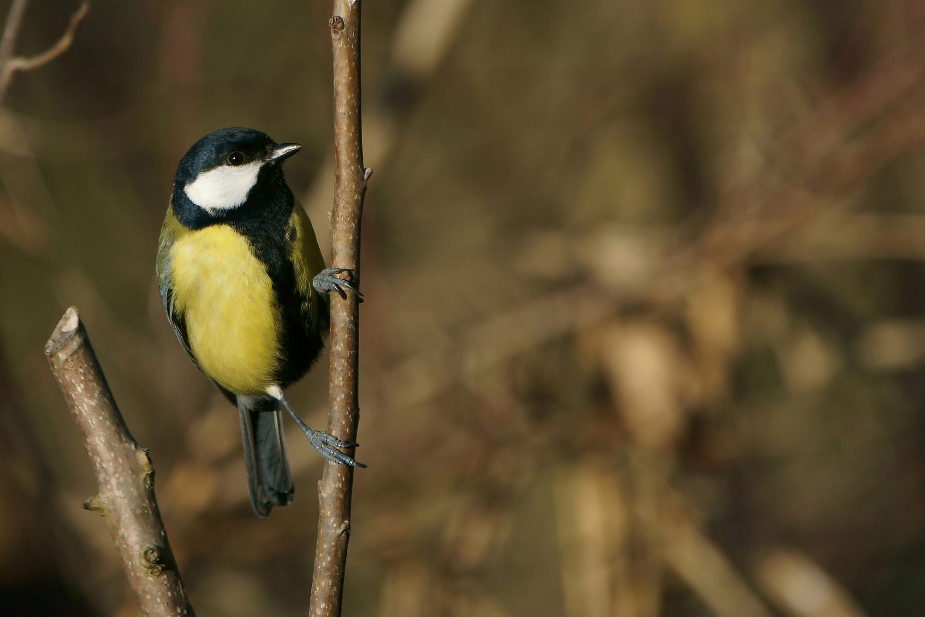 Great Tit