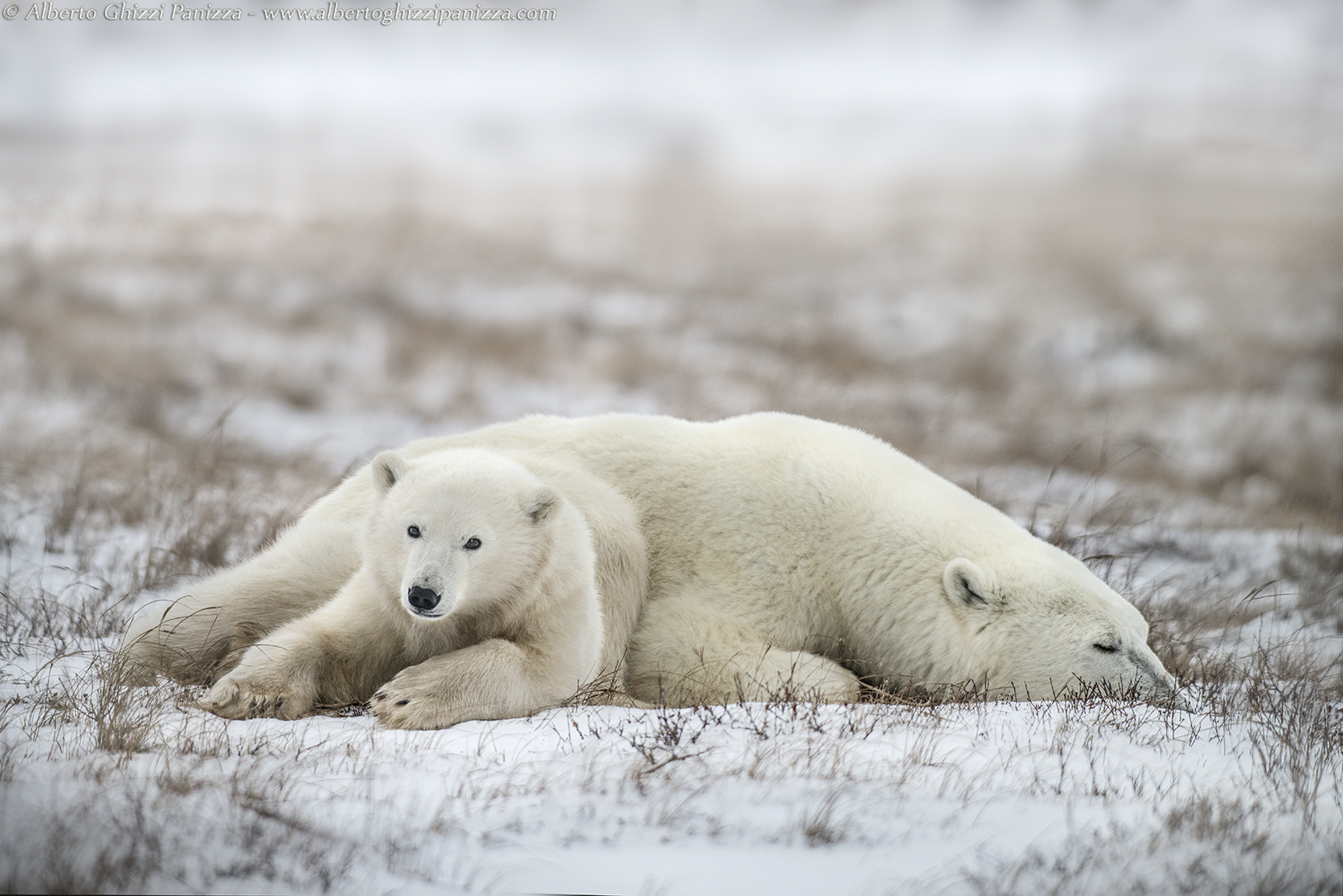 Two hearts in the solitude of the tundra