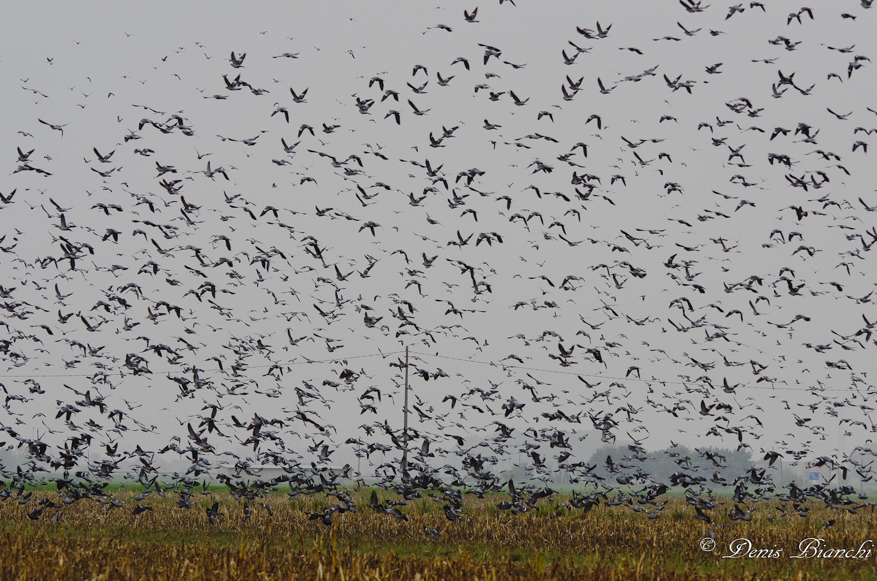 Enorme branco colombacci in posa nella stoppia di mais