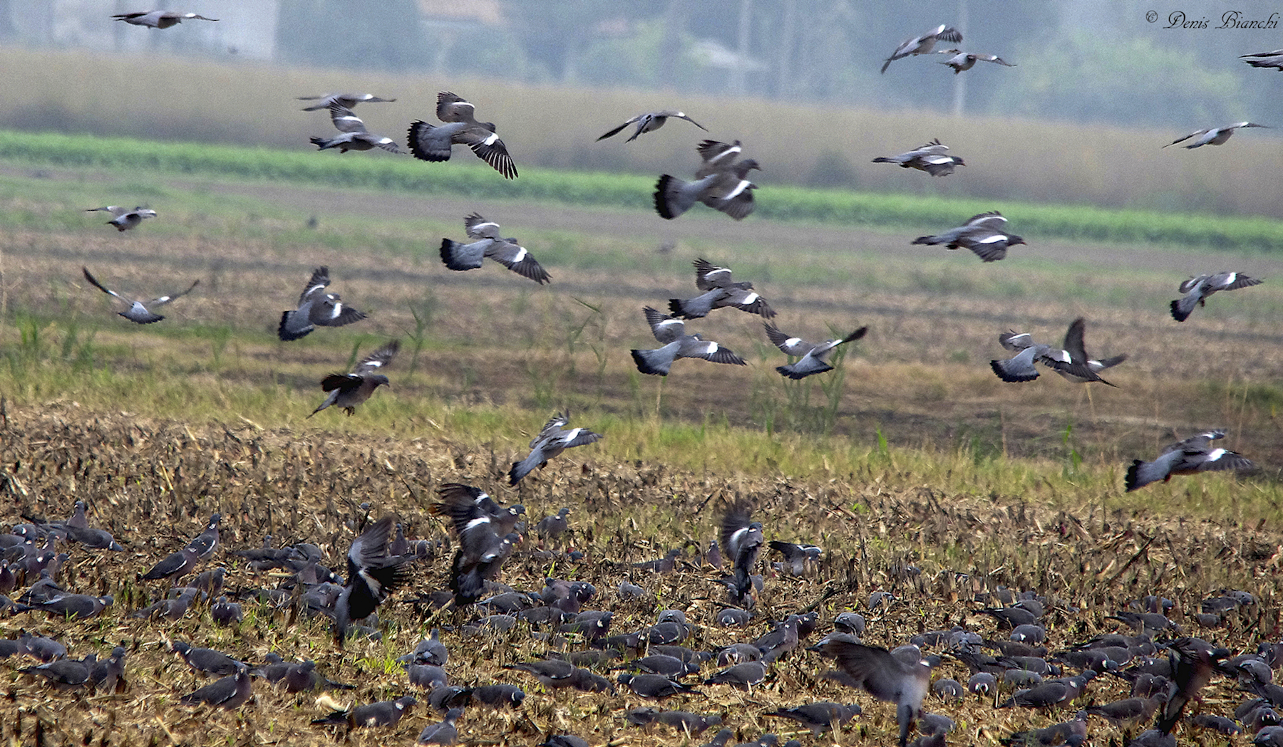 Colombacci alla ricerca del mais
