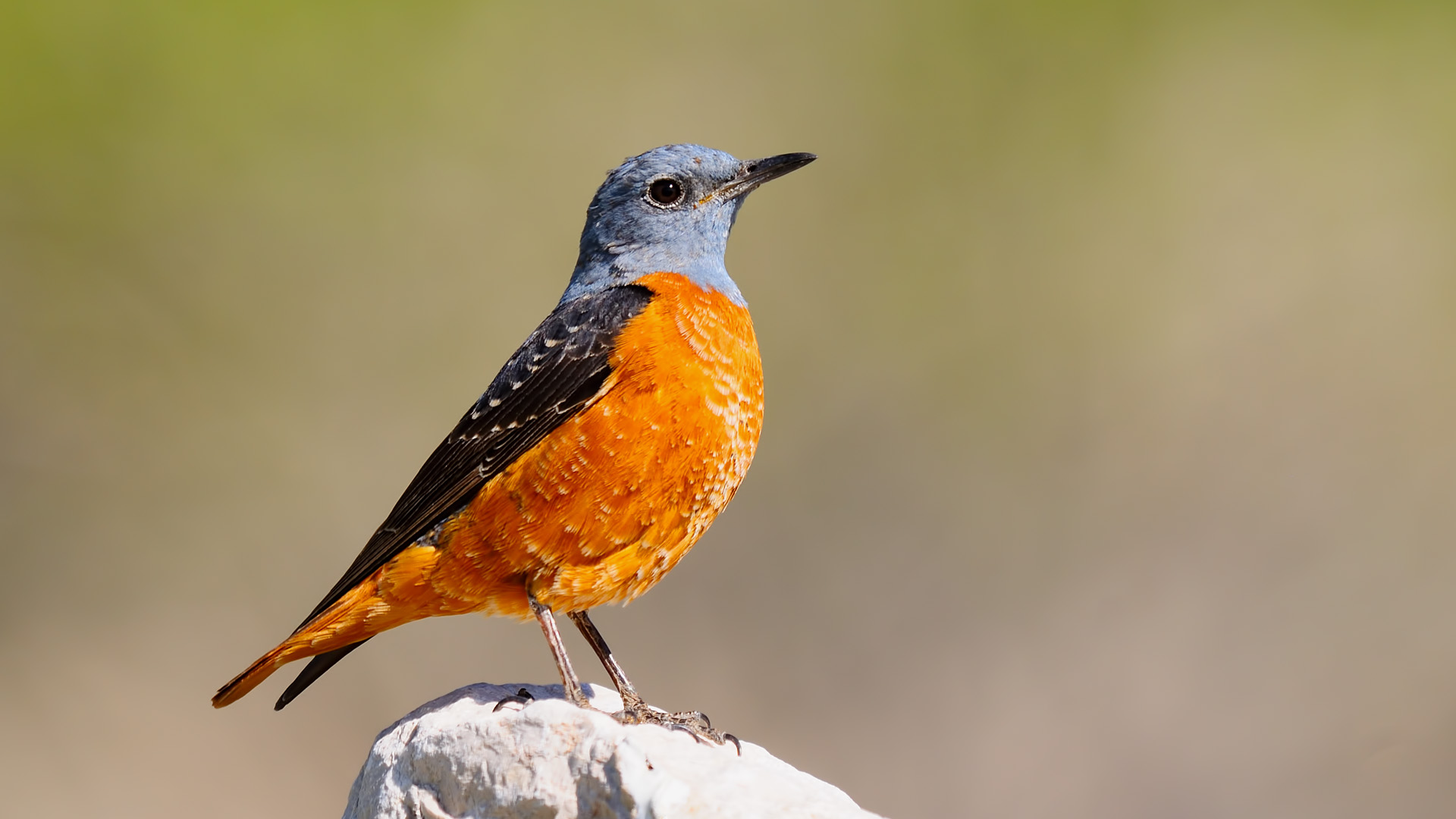 Monticola saxatilis » Rock thursh