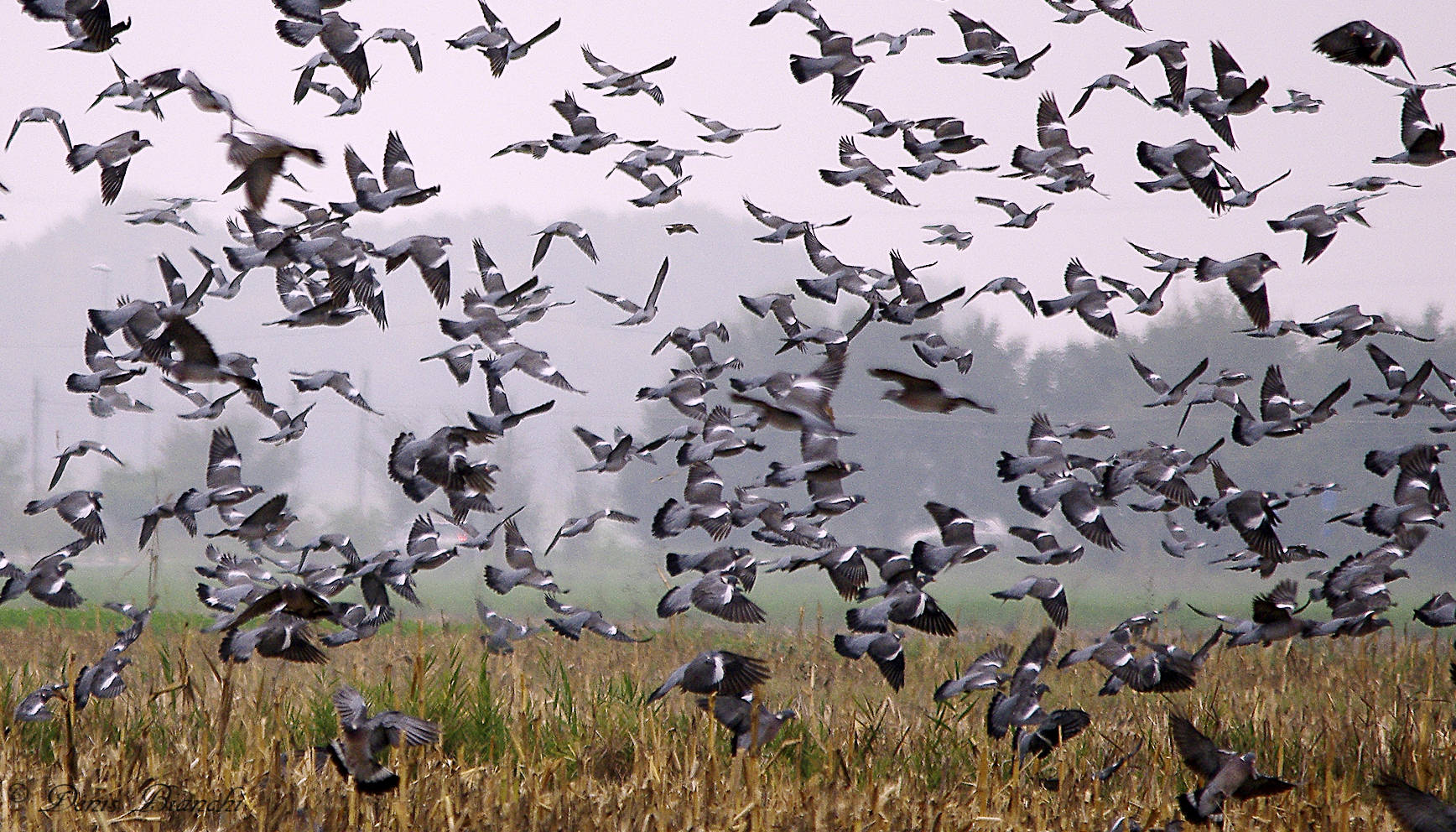 Colombacci in stoppia di mais