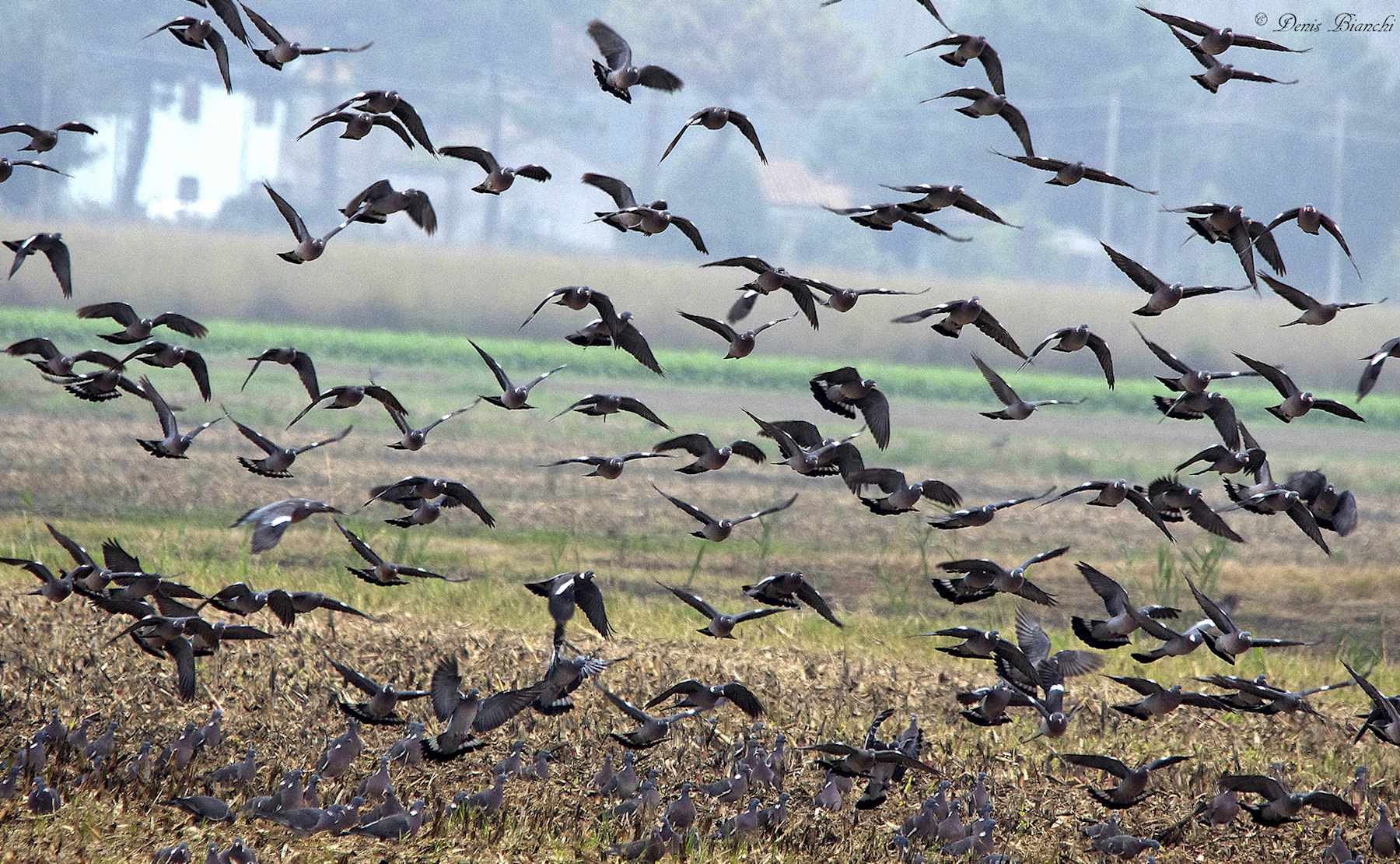 Calata in massa nel mais