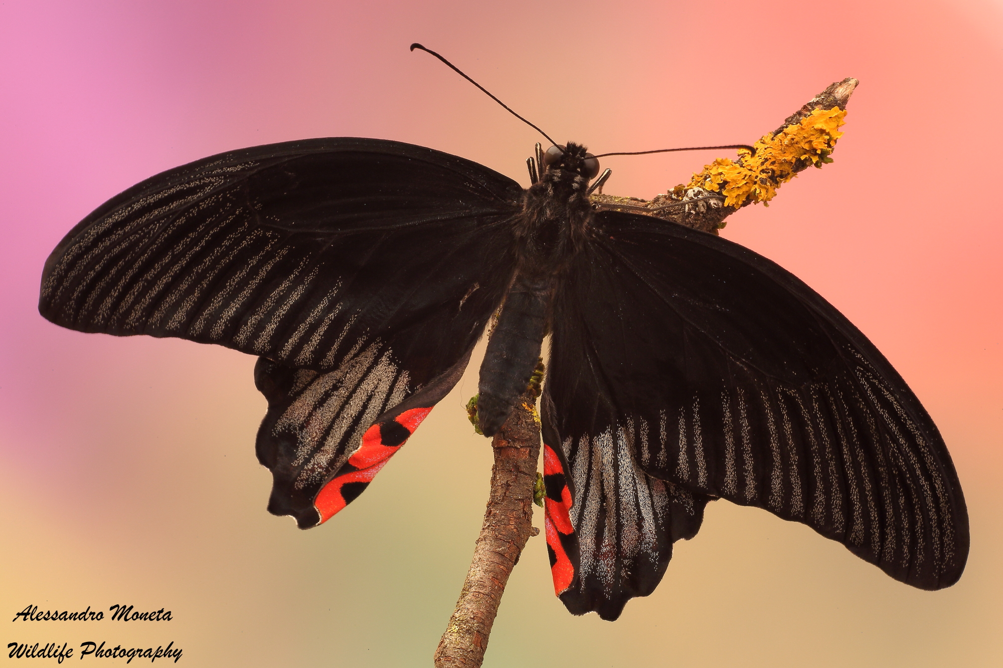 Papilio Rumanzovia