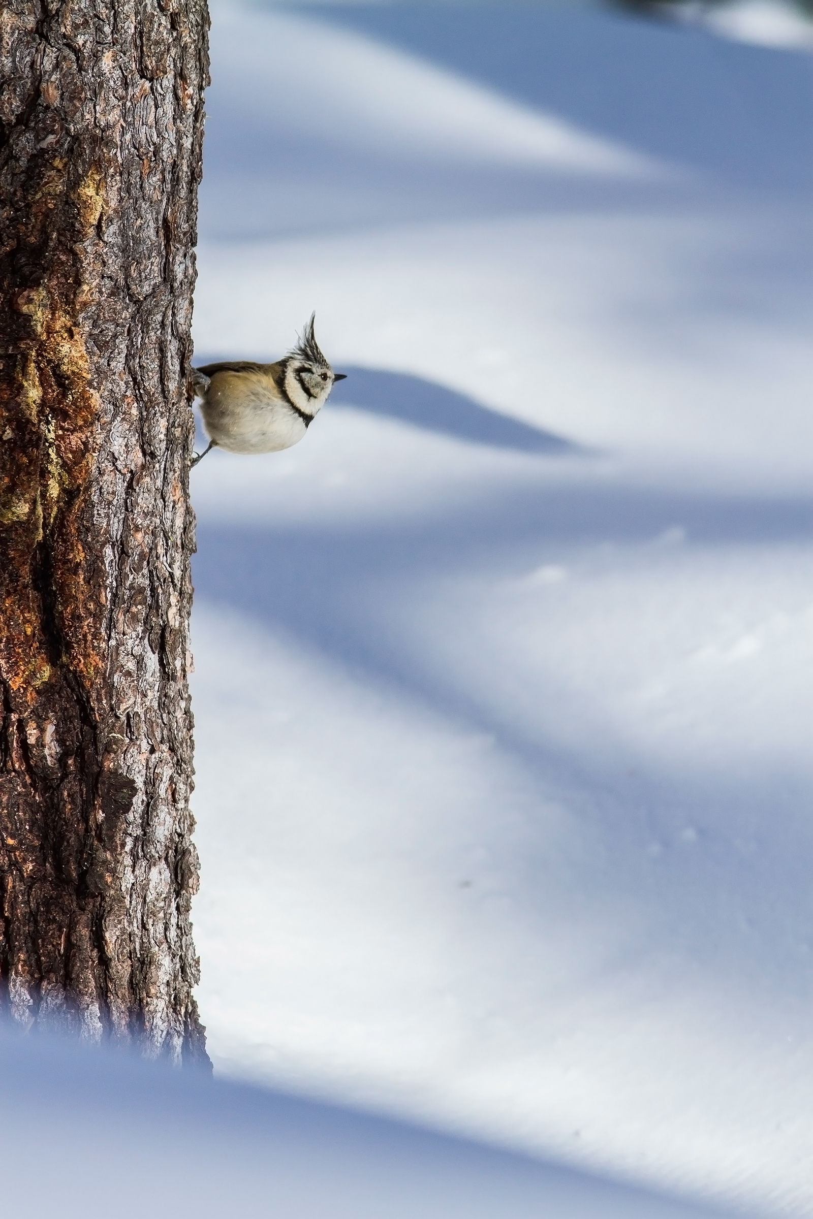tutta fiera col suo ciuffo