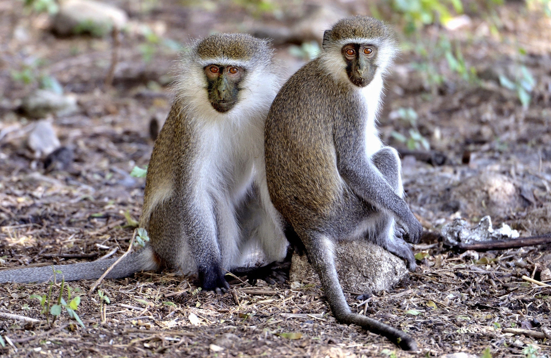 Etiopia 2015 - cercopitechi