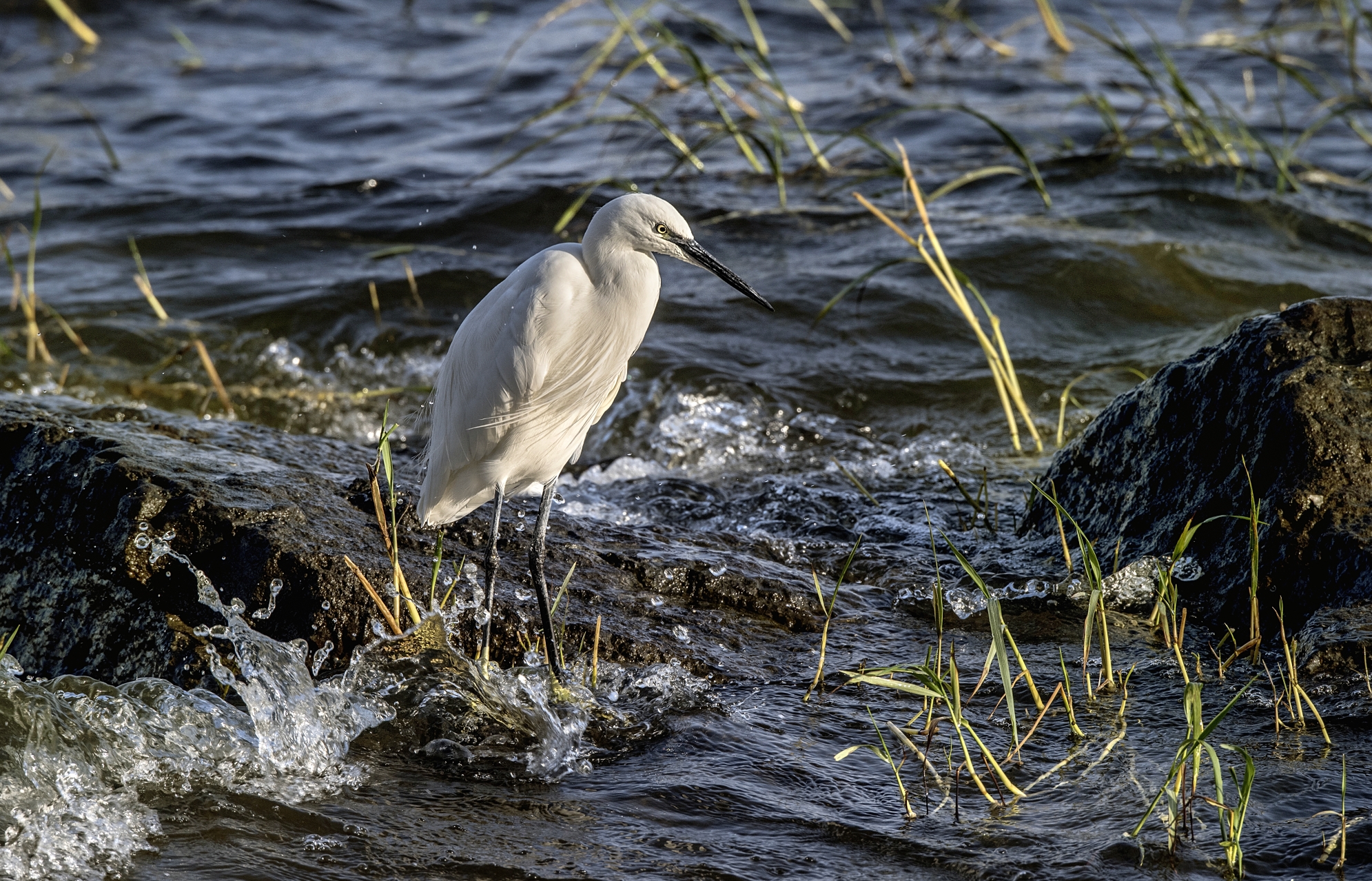 Etiopia 2015 - Airone sul lago Hawassa