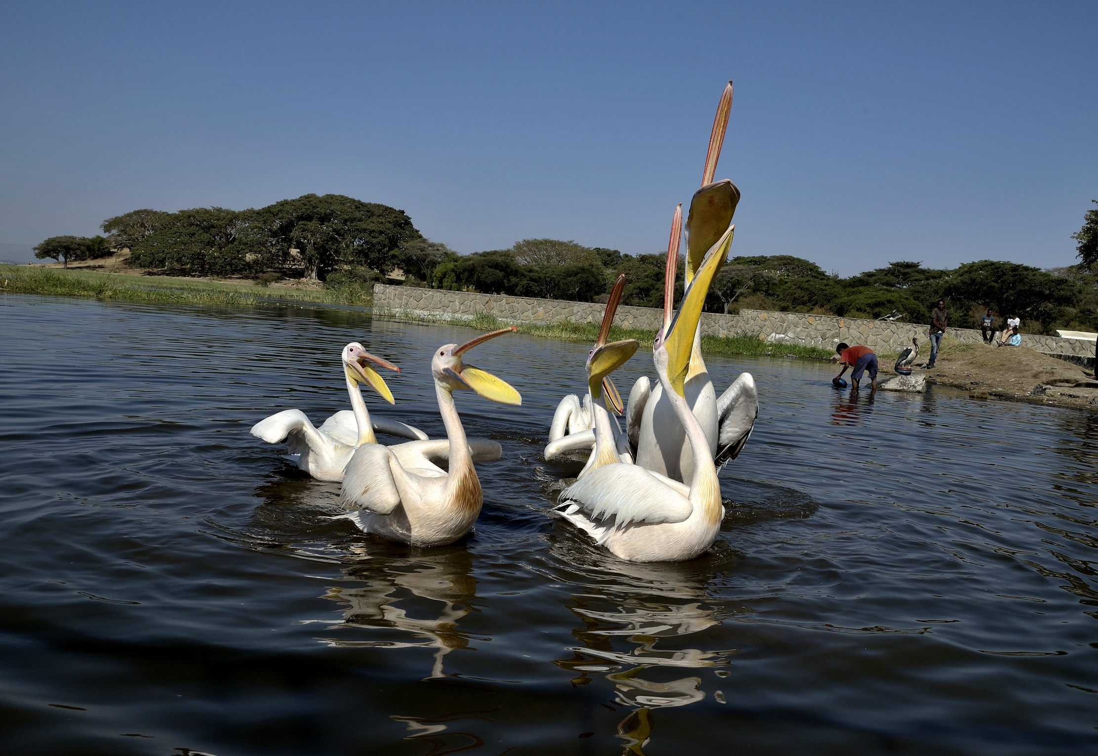 Etiopia 2015 - Pellicani sul Lago Hawassa