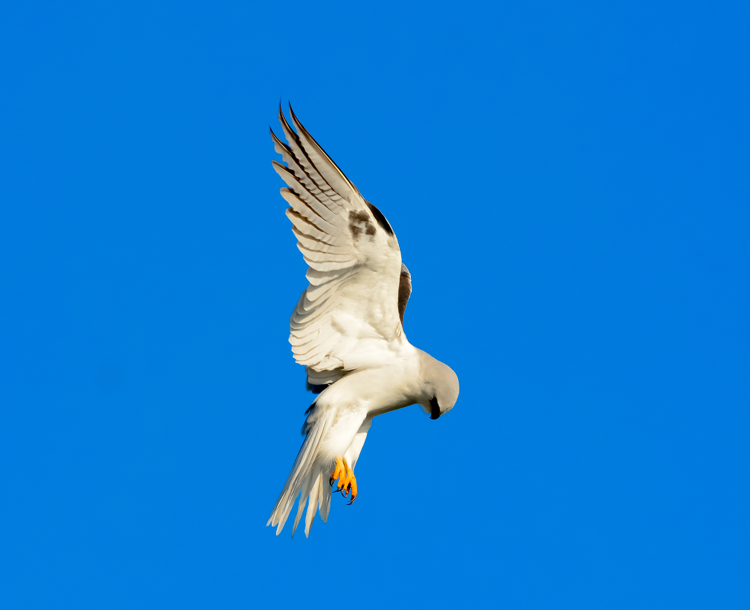 Dalla coda bianca Kite