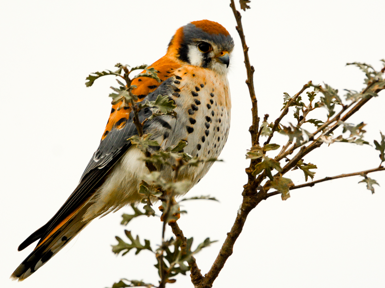Americana Kestral