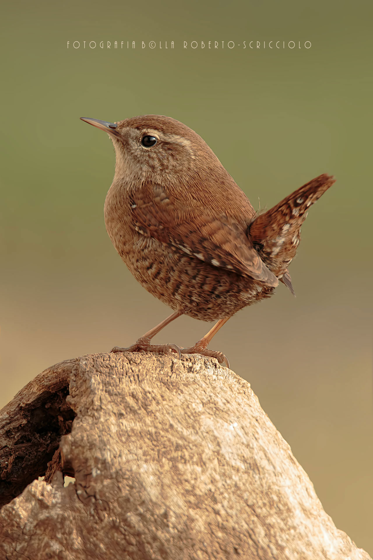 Wren