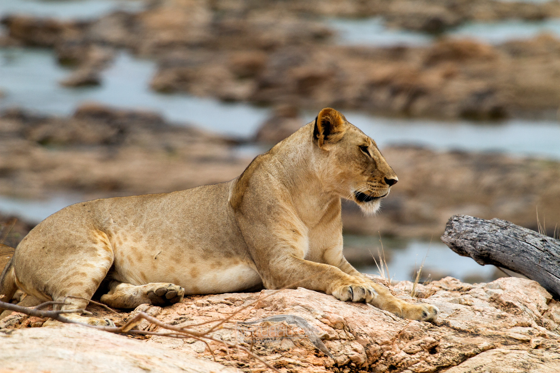 Lionesses, are spotted