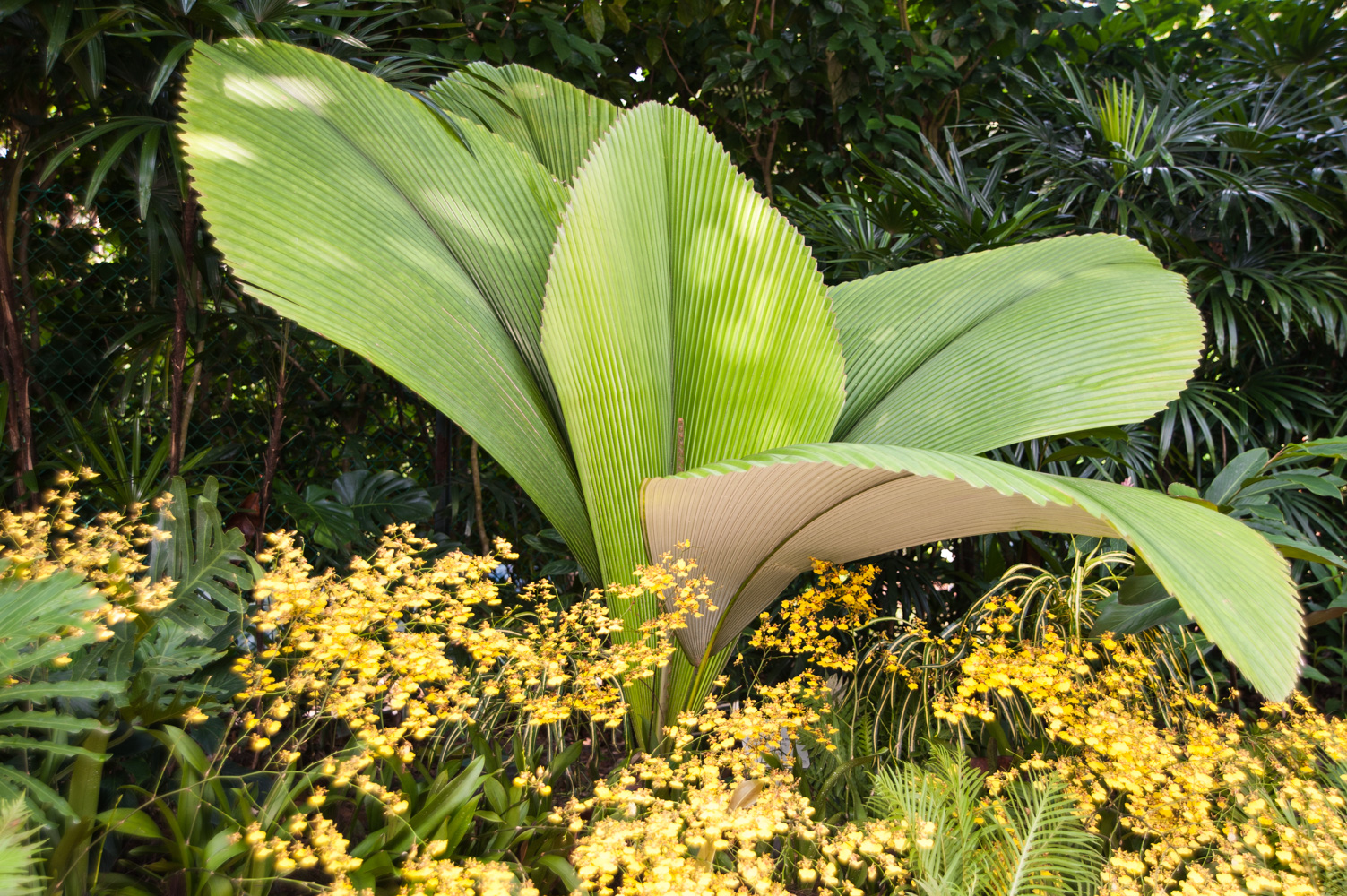 johannesteijsmannia magnifica