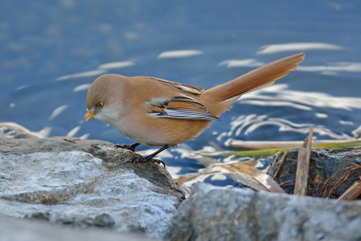 Basettino femmina (Panurus biarmicus)