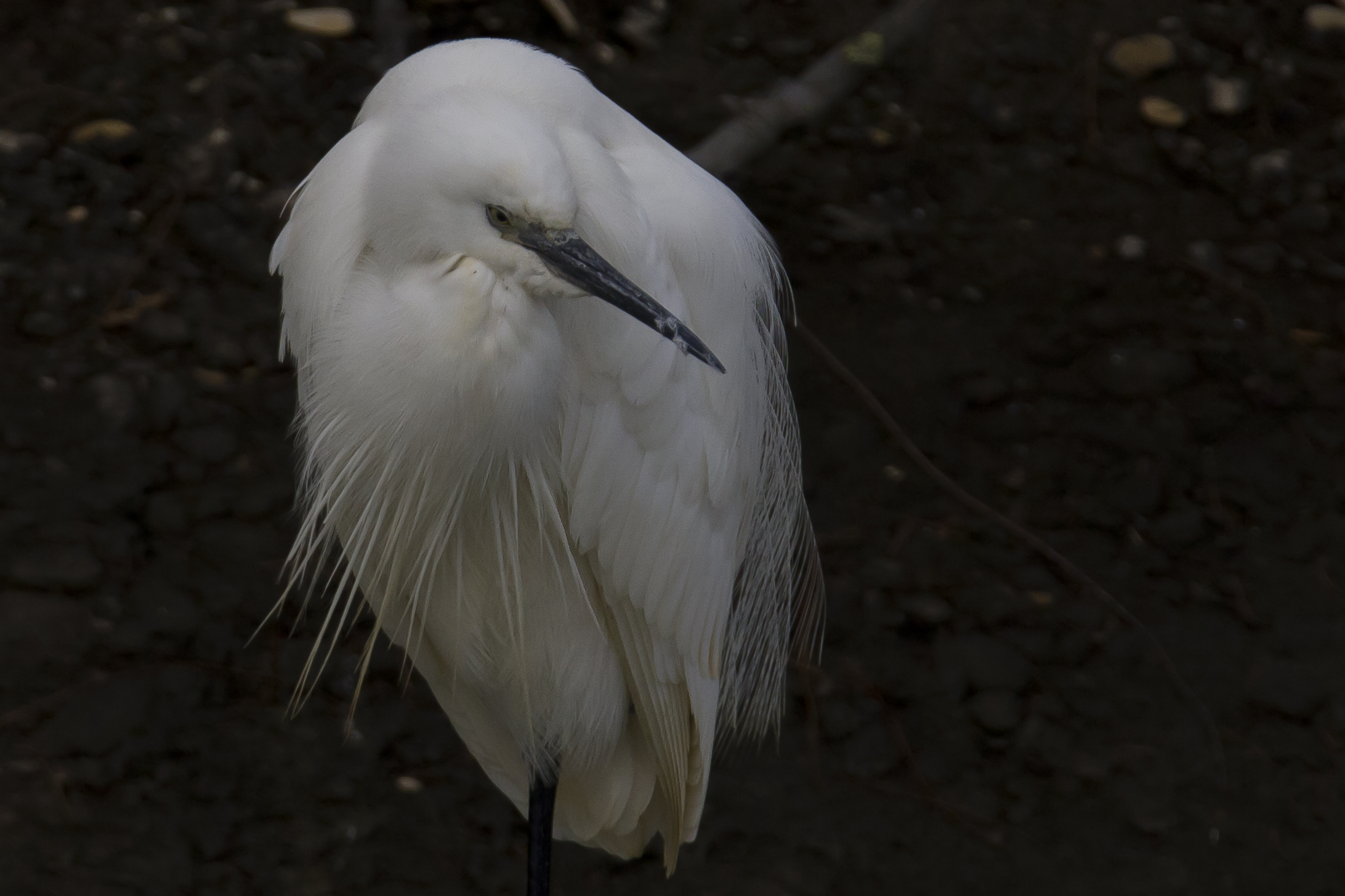 egret