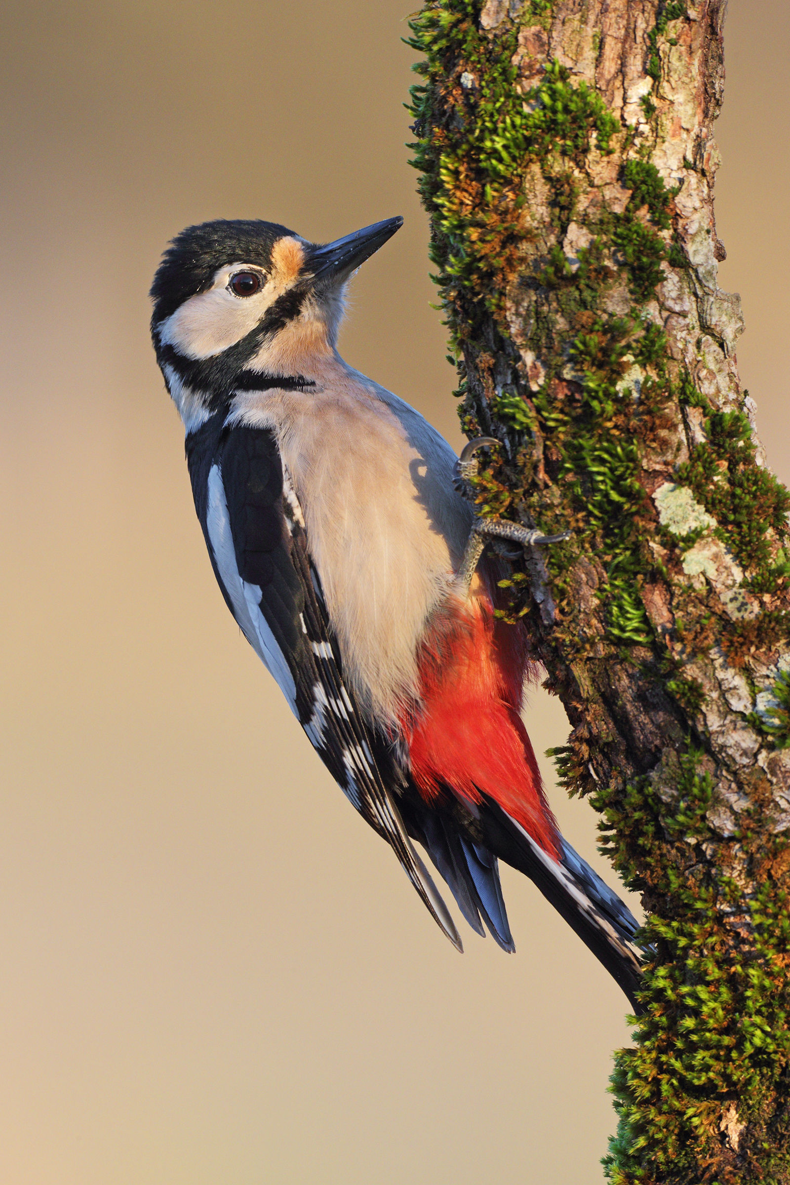 Woodpecker