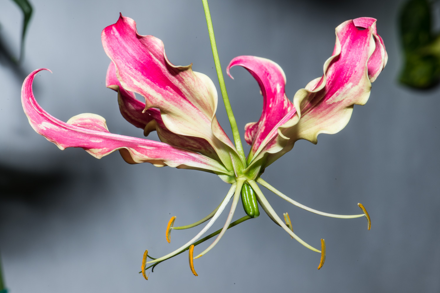 gloriosa rothschildiana