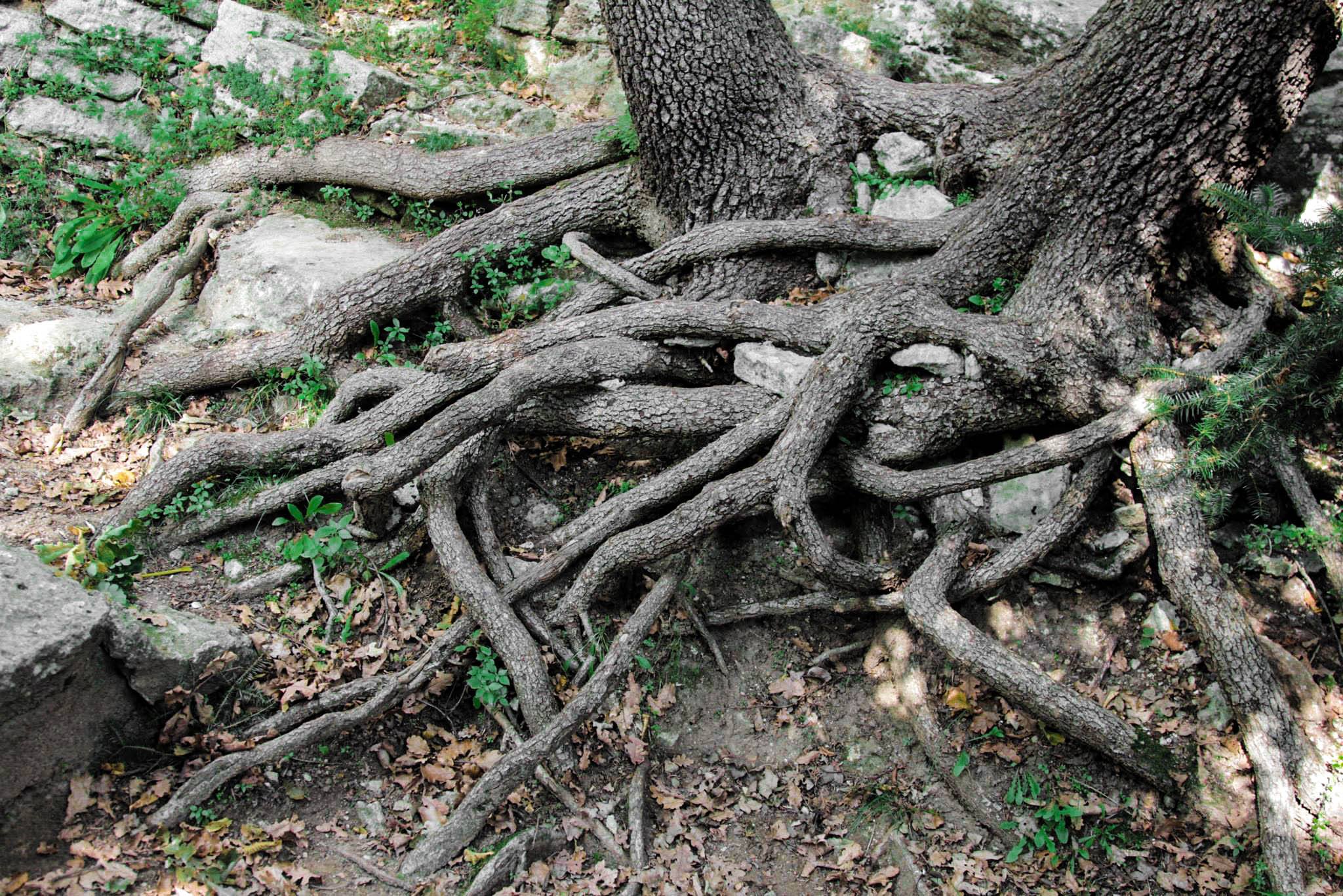 Coloured-entwined roots