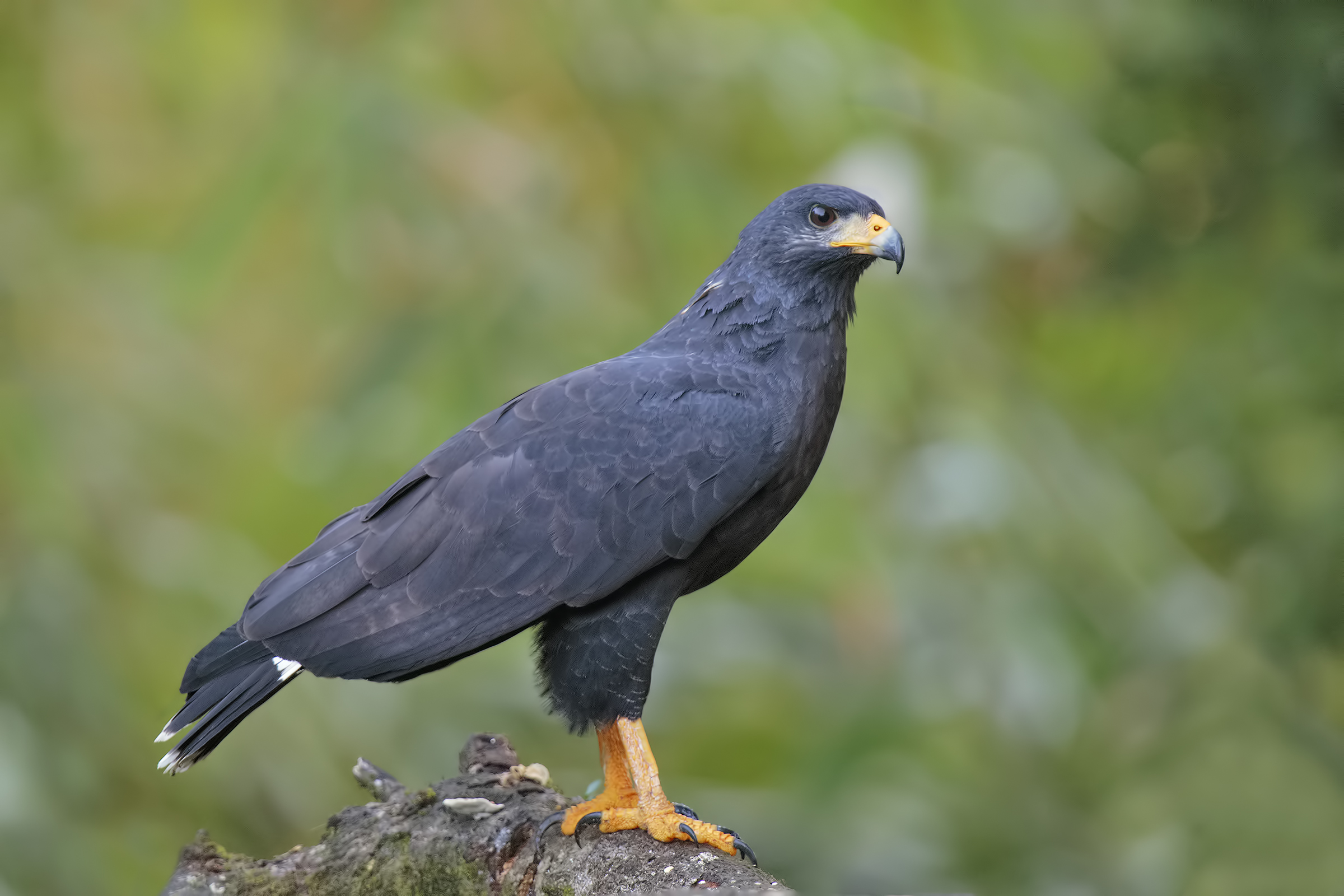 falco delle mangrovie...