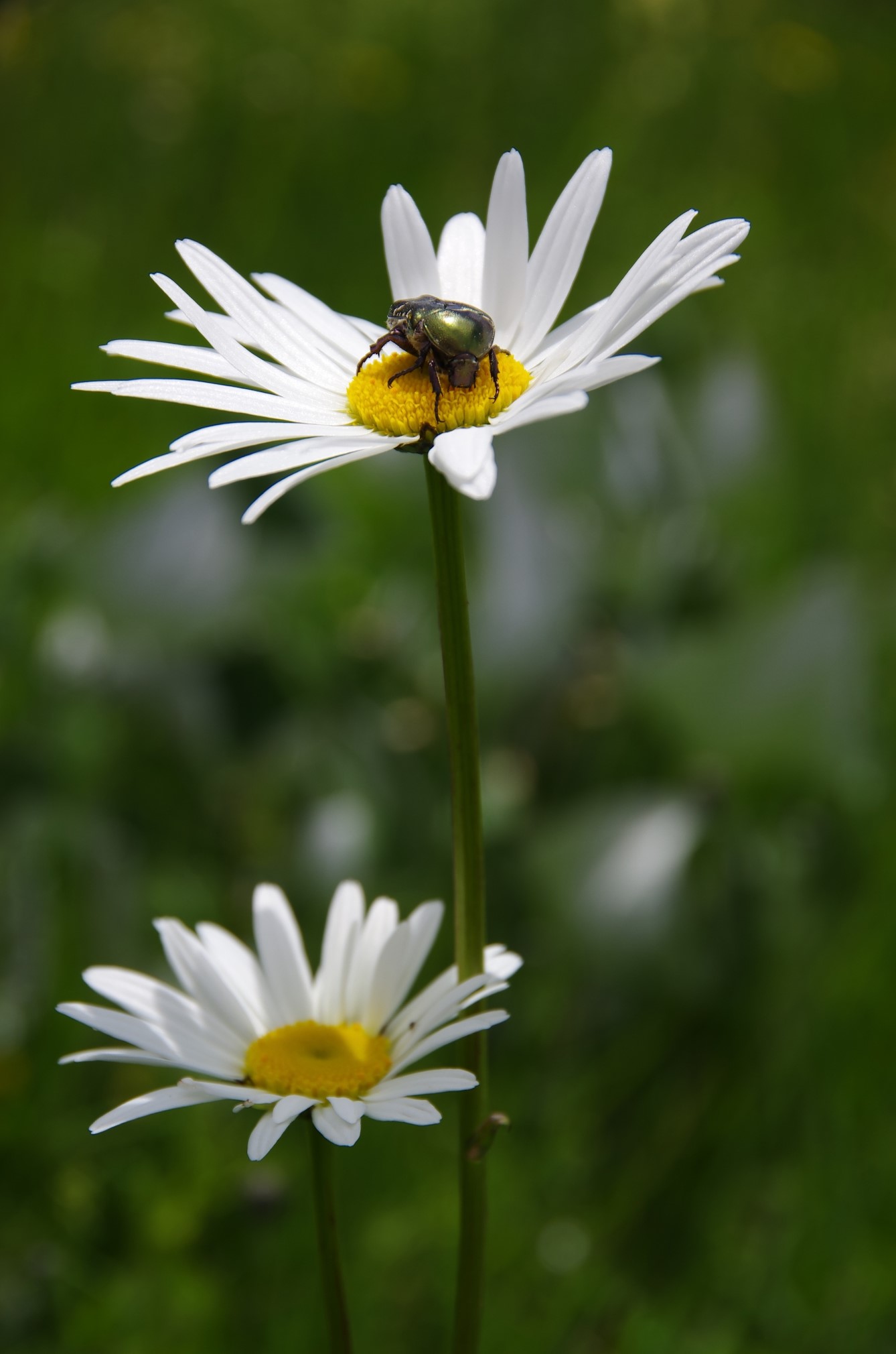 Voglio stare più in alto ...
