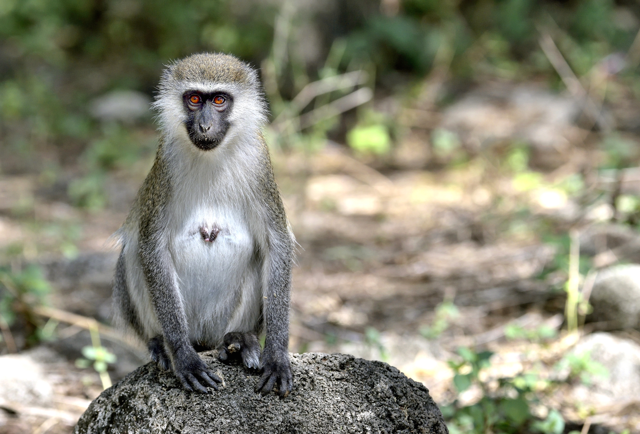 Etiopia 2015 - Cercopiteco