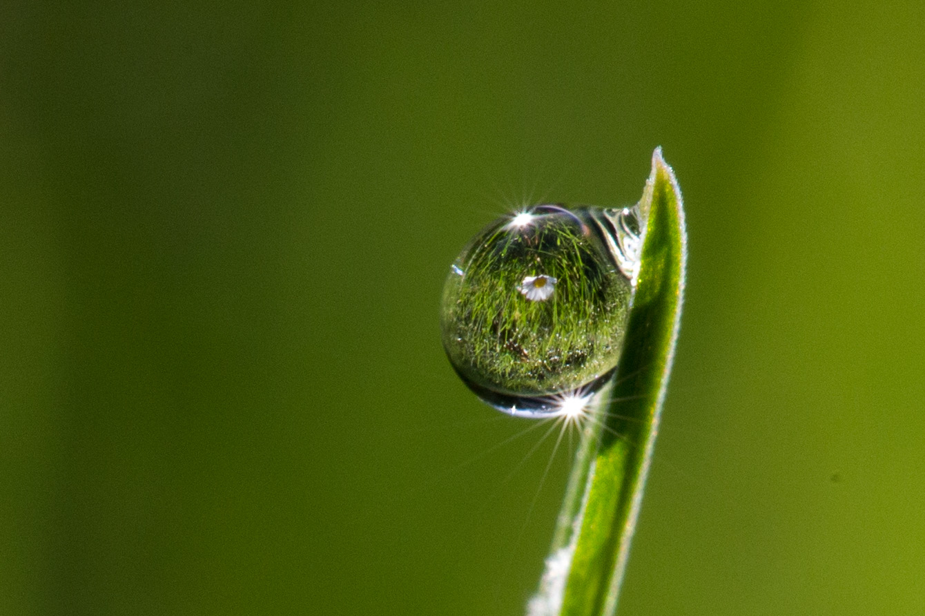 the first daisy on the contrary ...