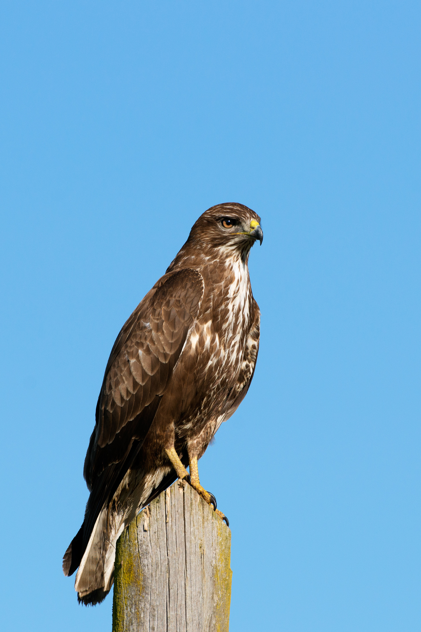 Buzzard