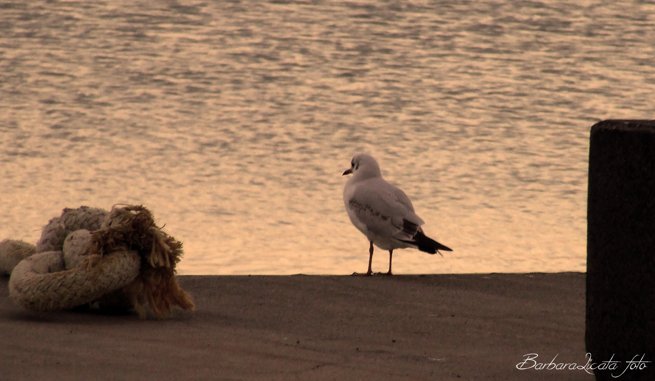 la vertigine non è paura di cadere ma voglia di volar...