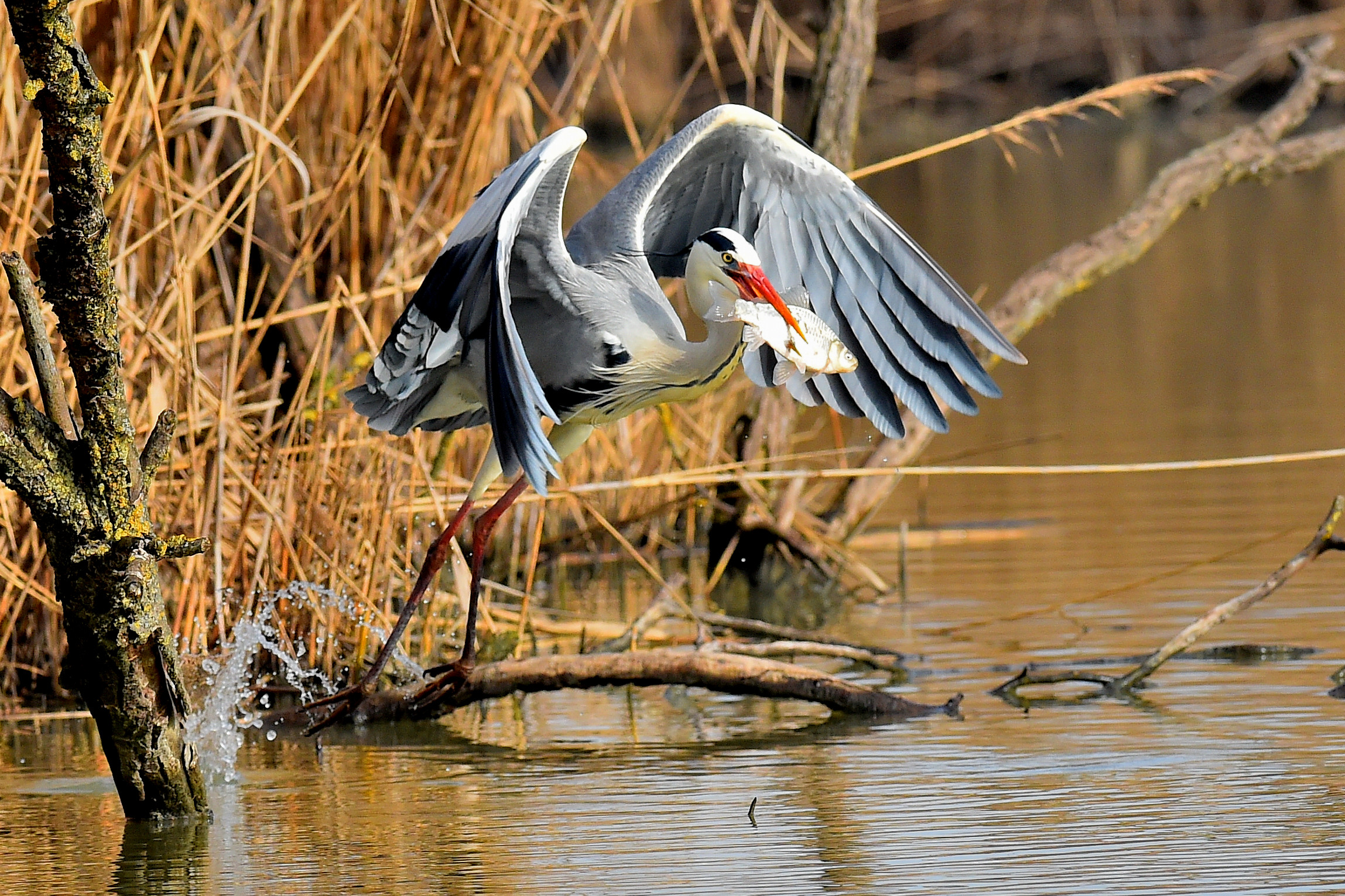taking off with prey