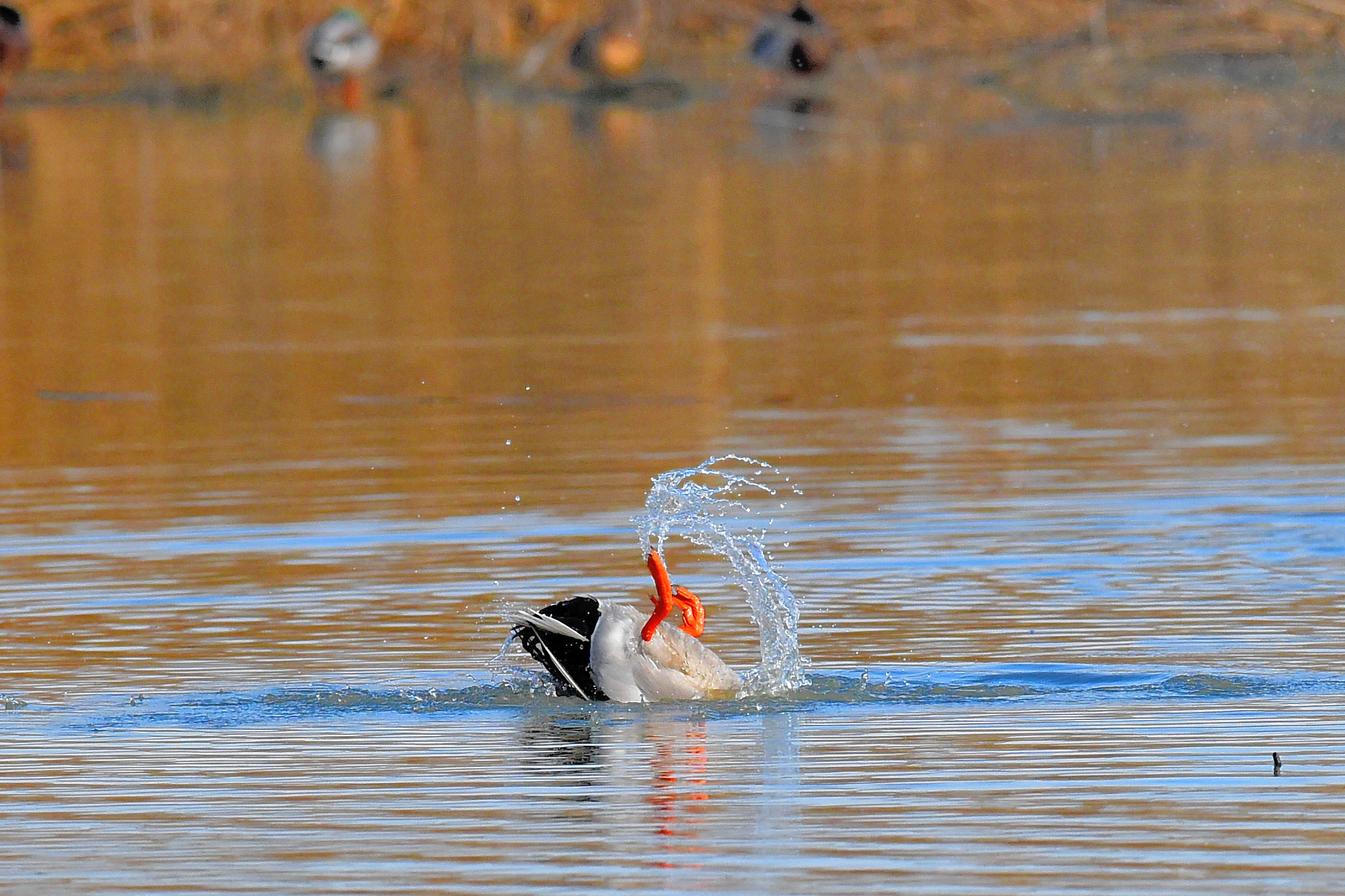 synchronized swimming