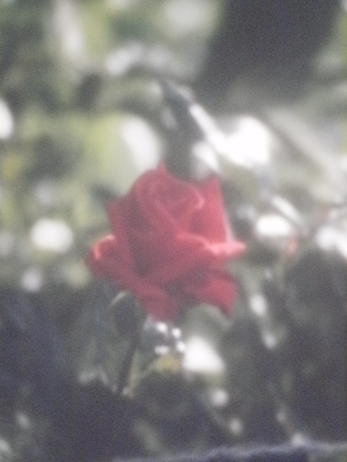 pink with black stocking effect