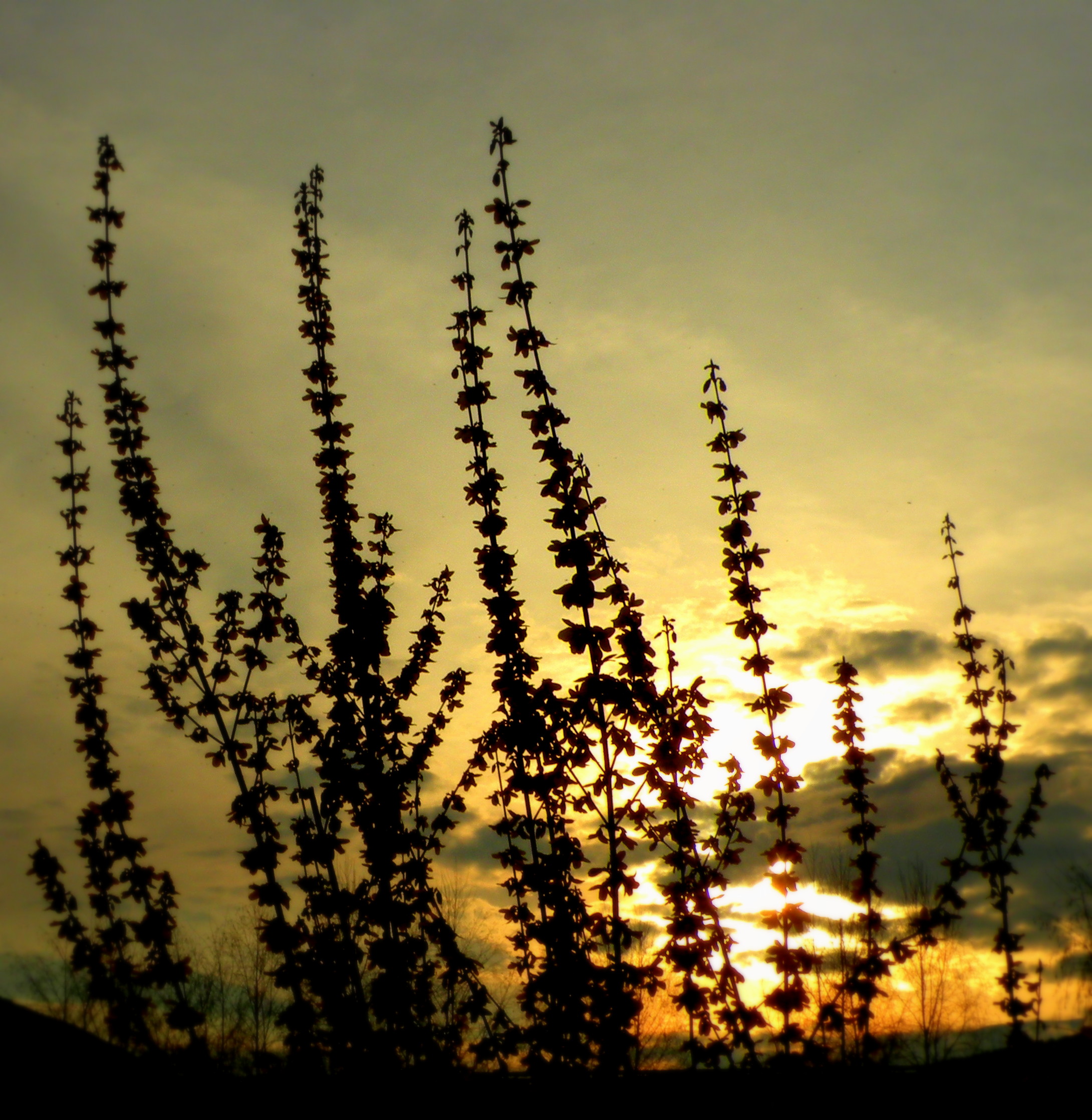 Le silhouettes delle forsizie al tramonto