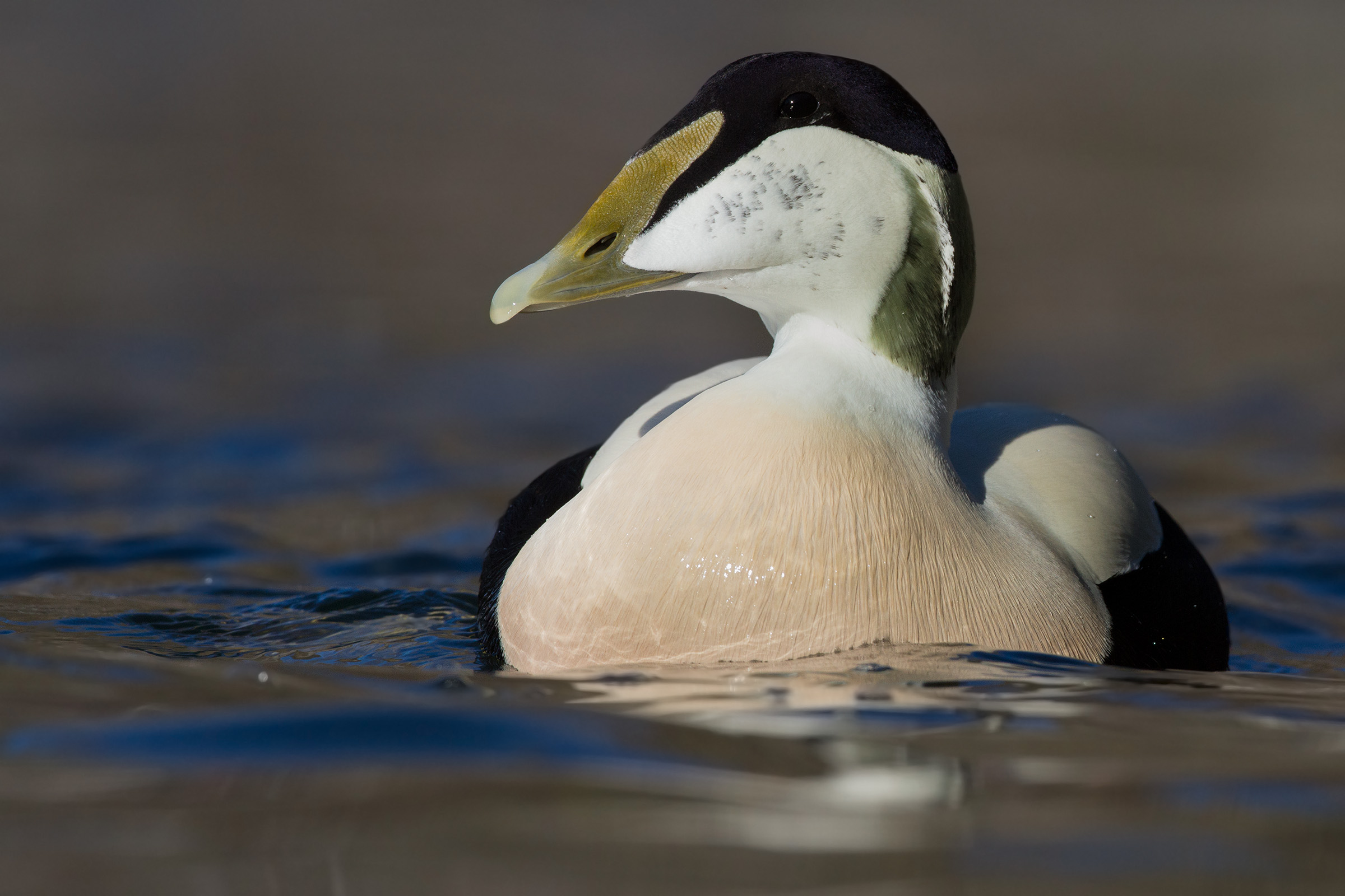 Edredone Machio - Eider Duck Male
