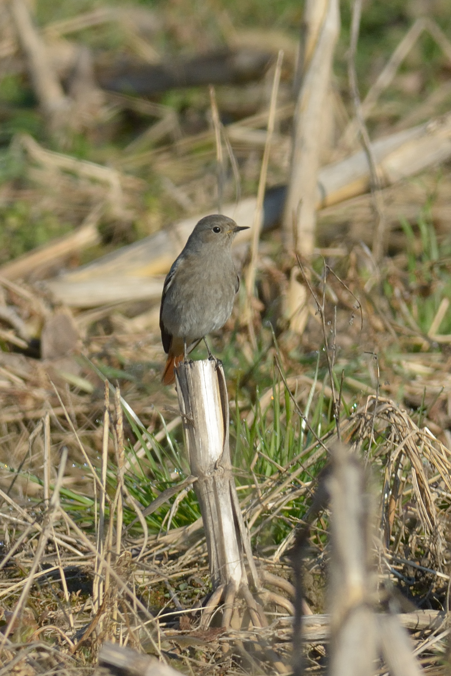 Codirosso spazzacamino