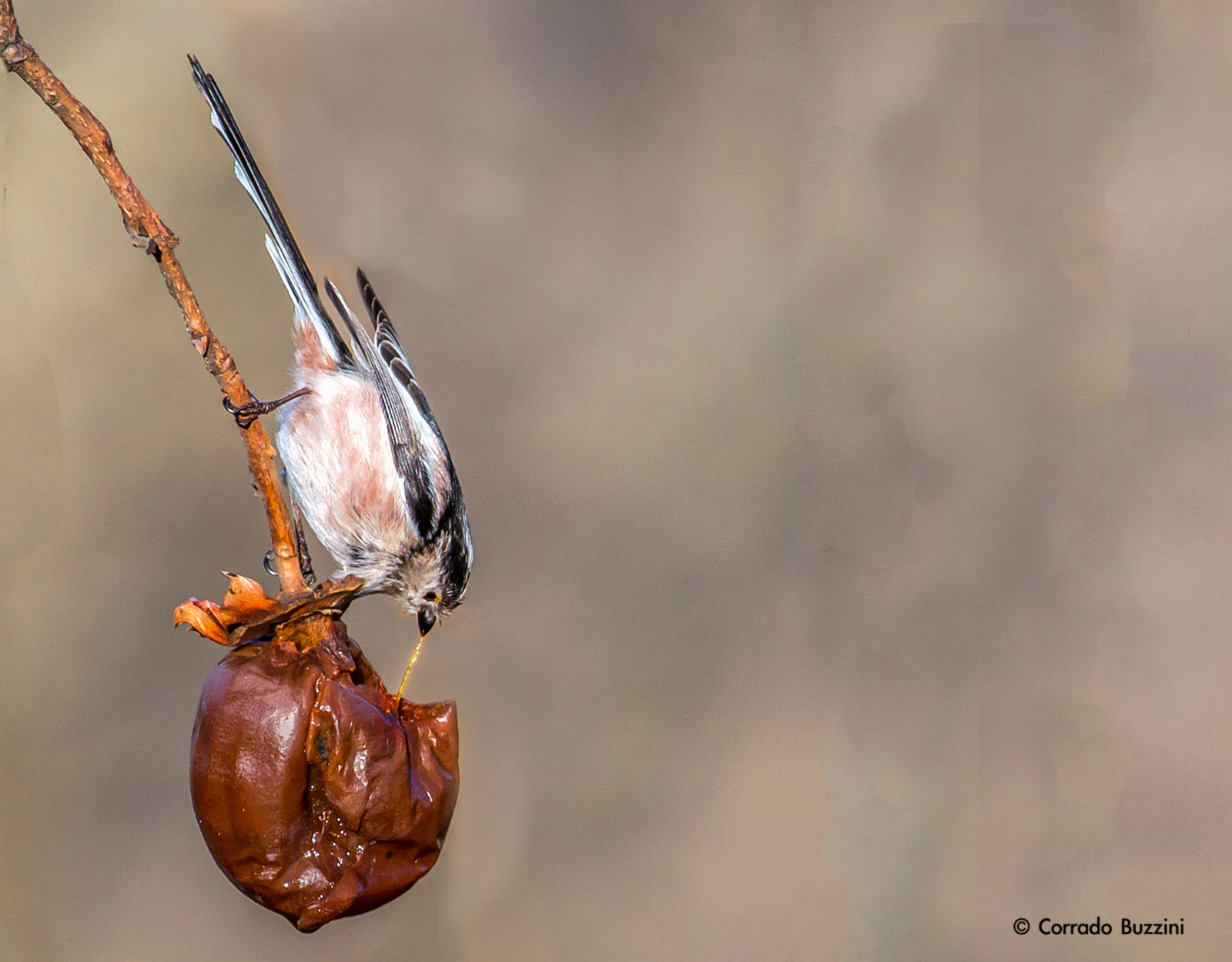 Codibugnolo while eating