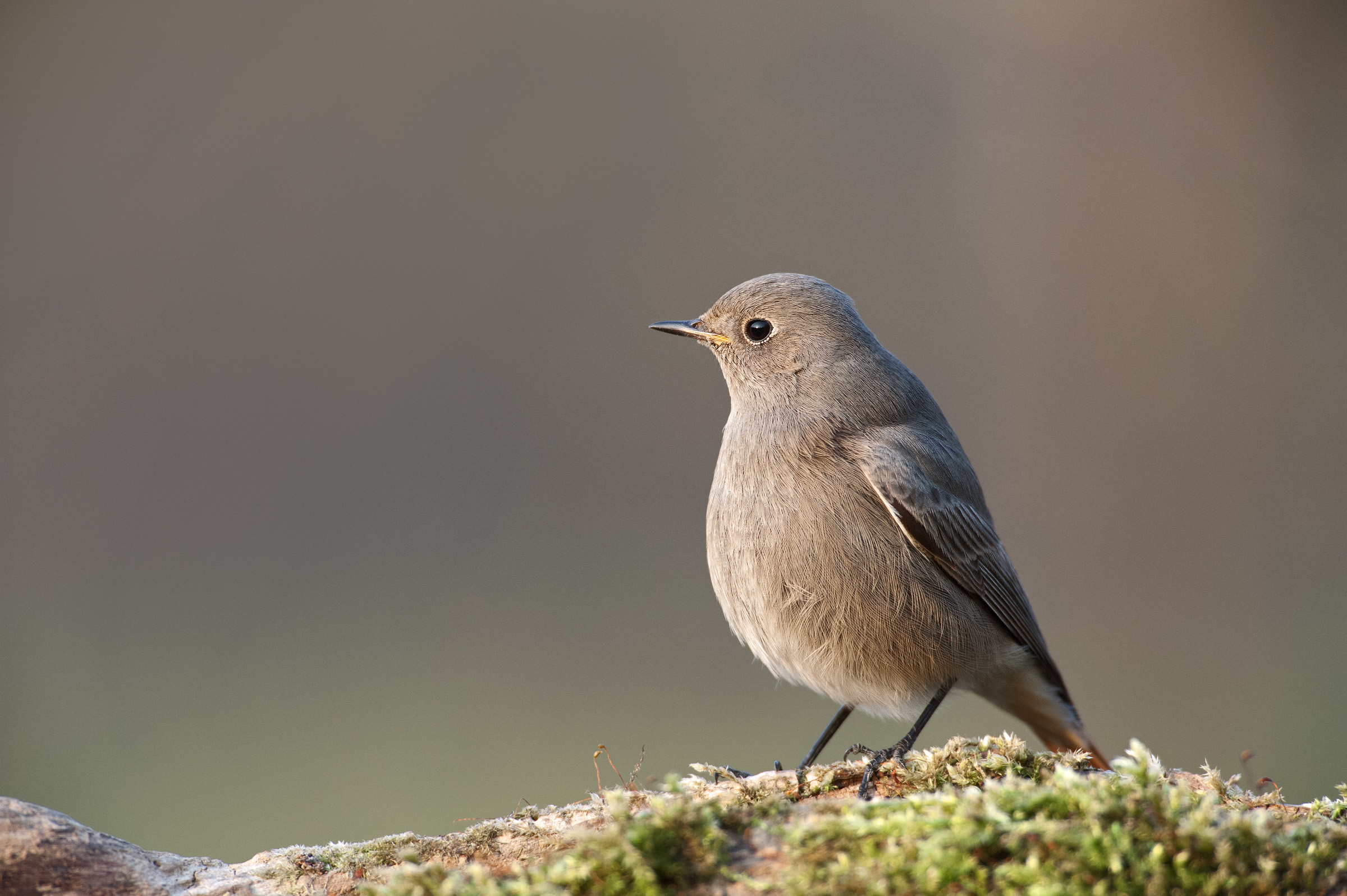 Black redstart (Black Redstart)