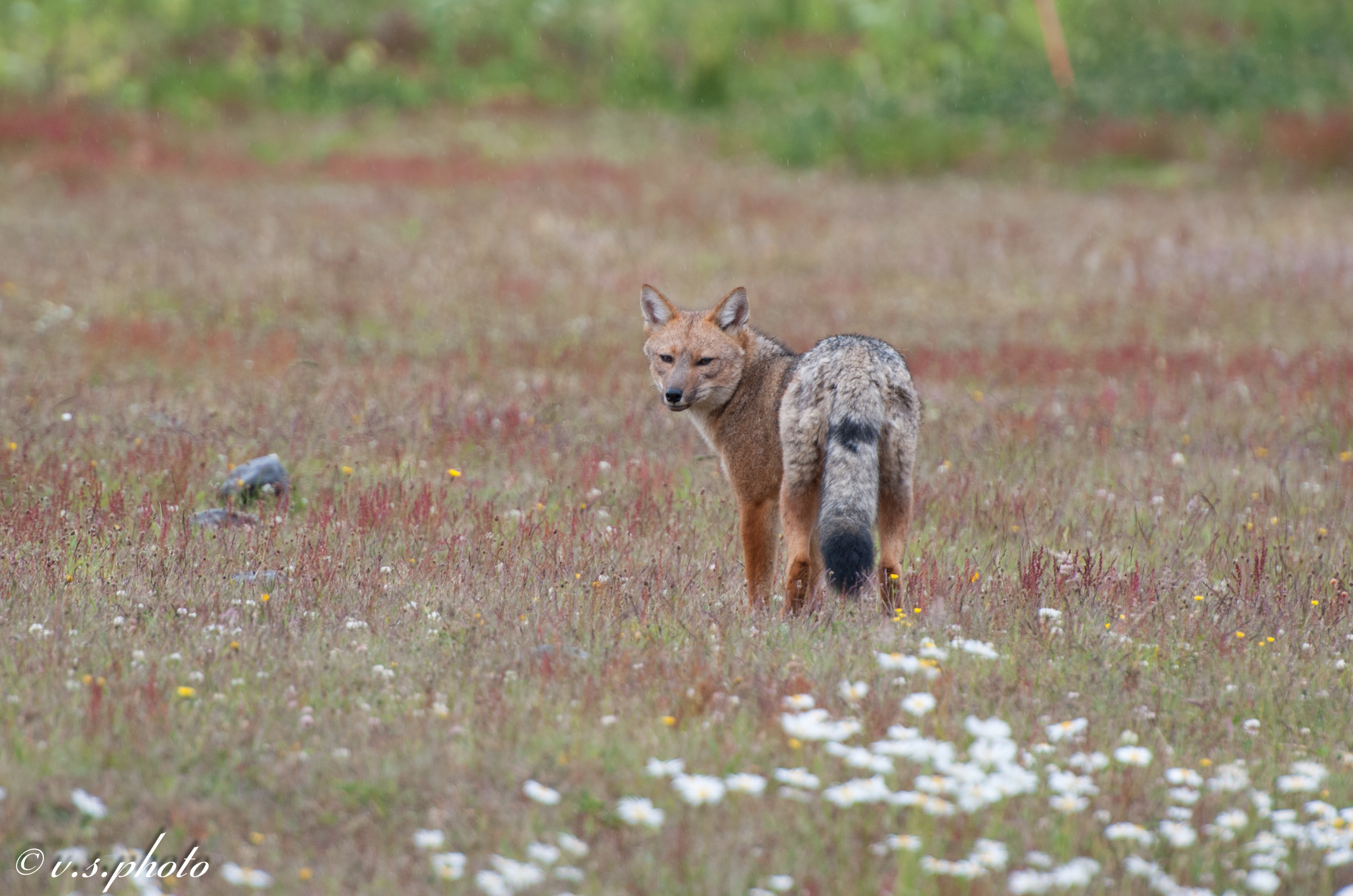 Volpe patagonica