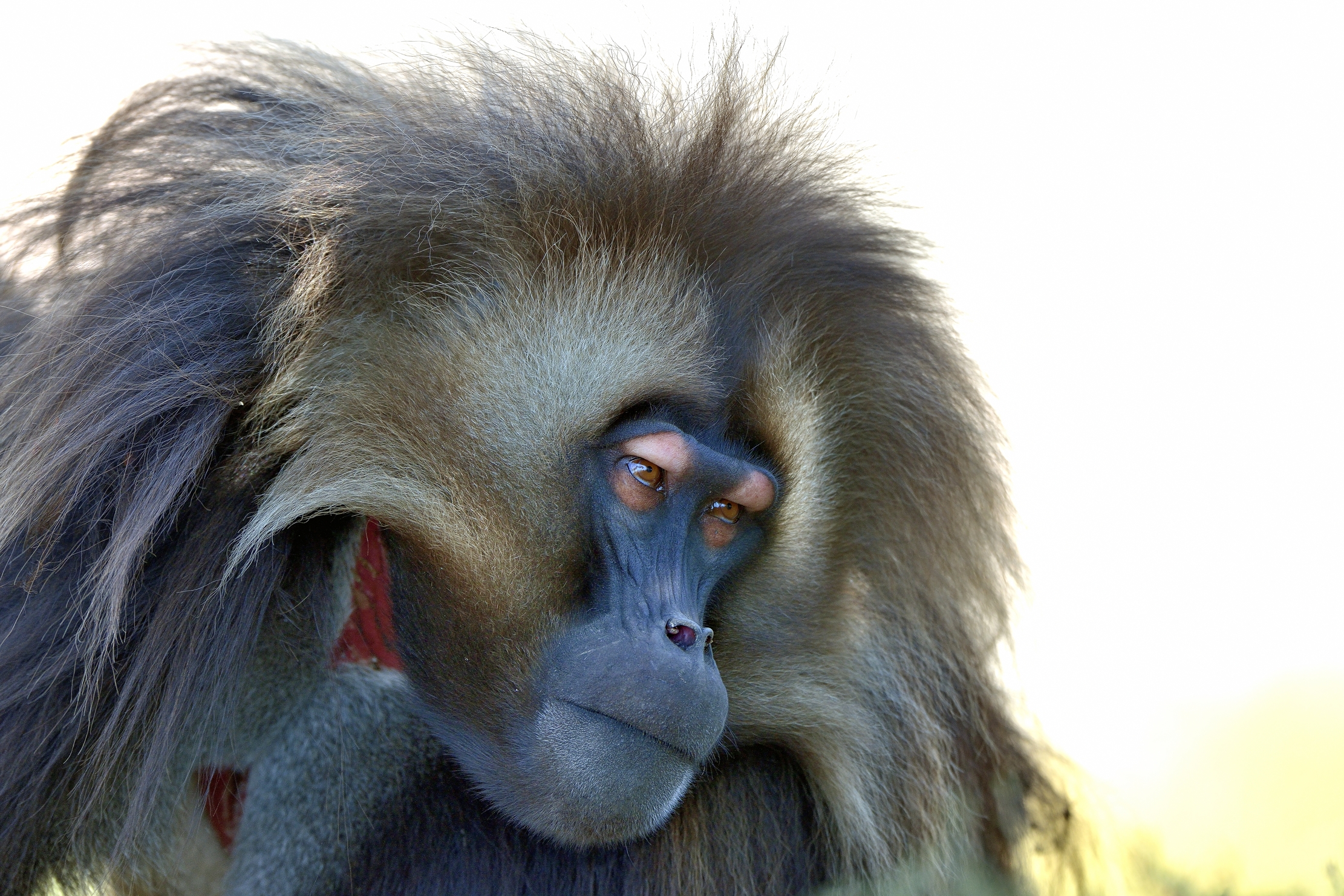 Etiopia 2015 - Gelada Baboon