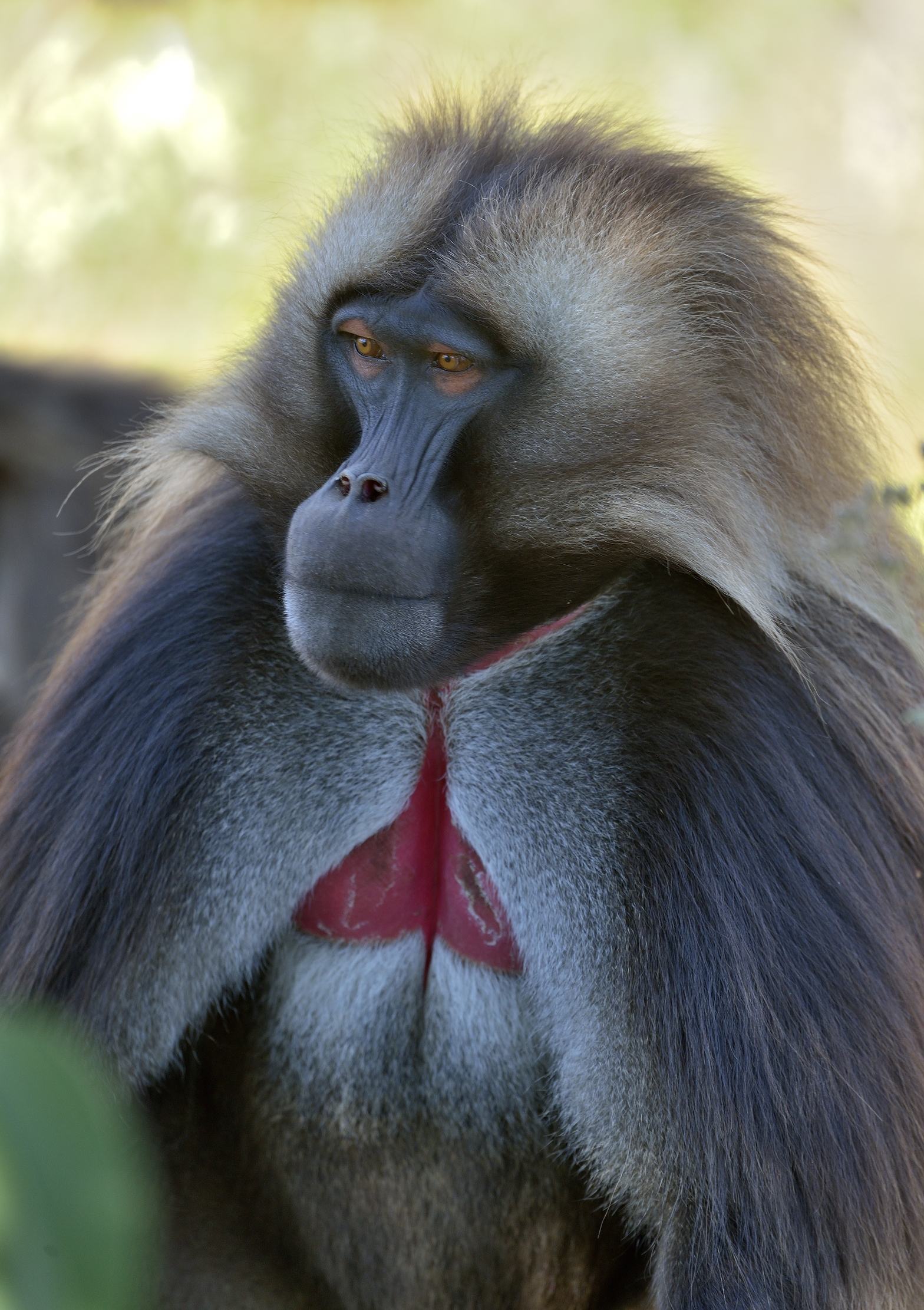 Etiopia 2015 - Gelada Baboon