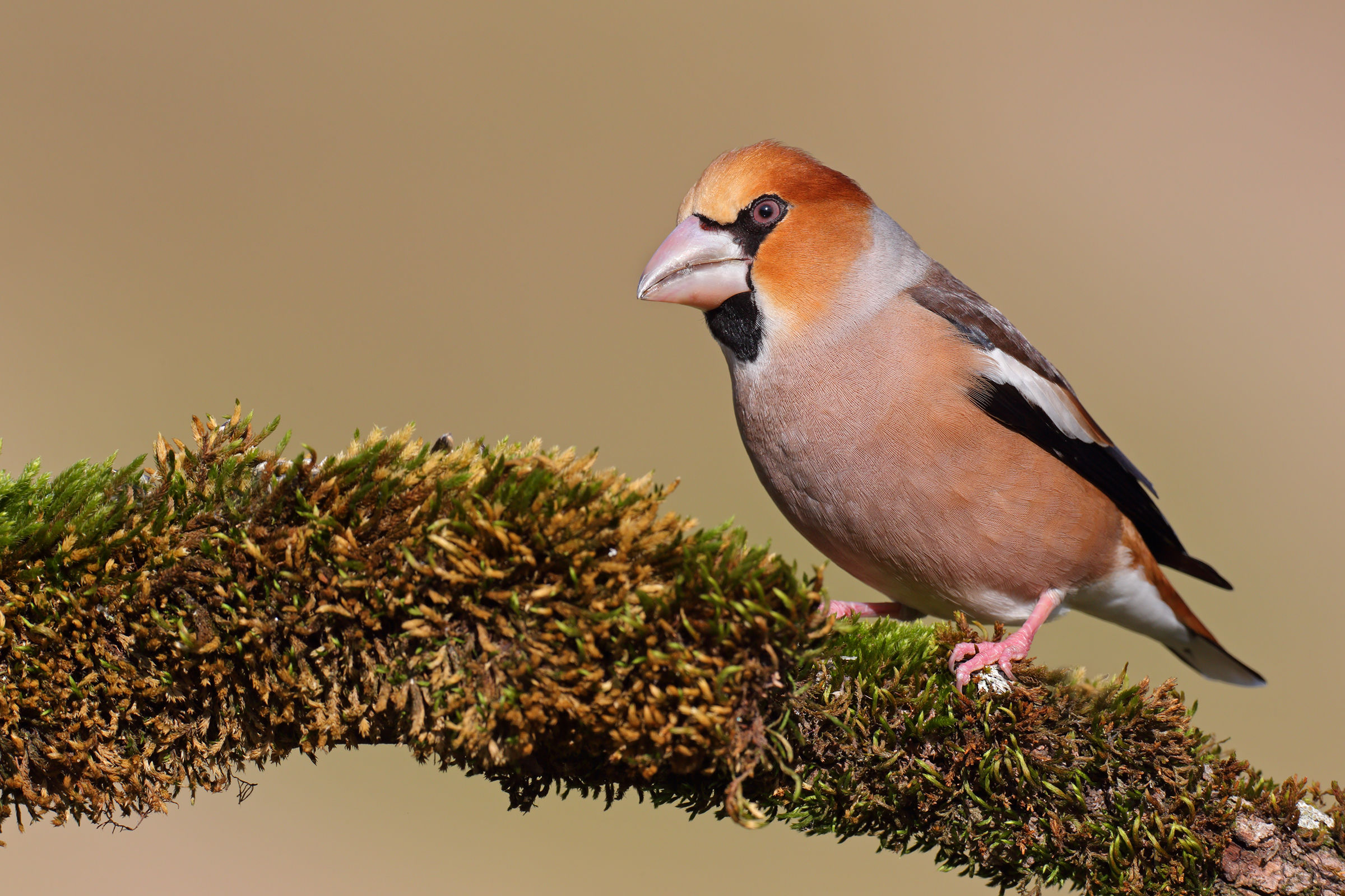 Hawfinch
