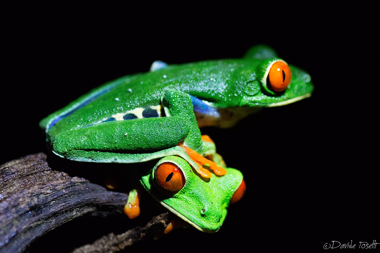 Red-eyed tree frogs