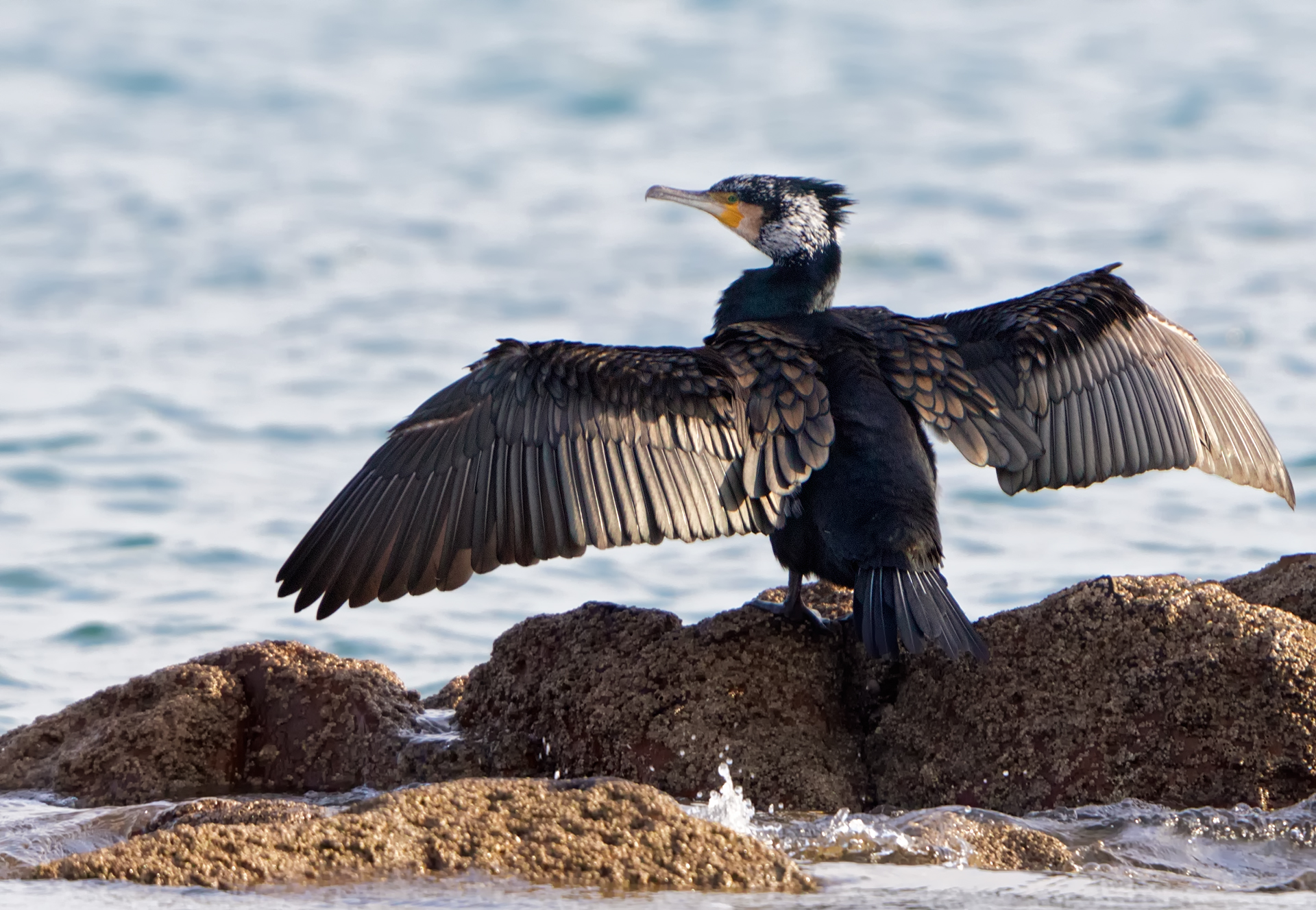 Common cormorant
