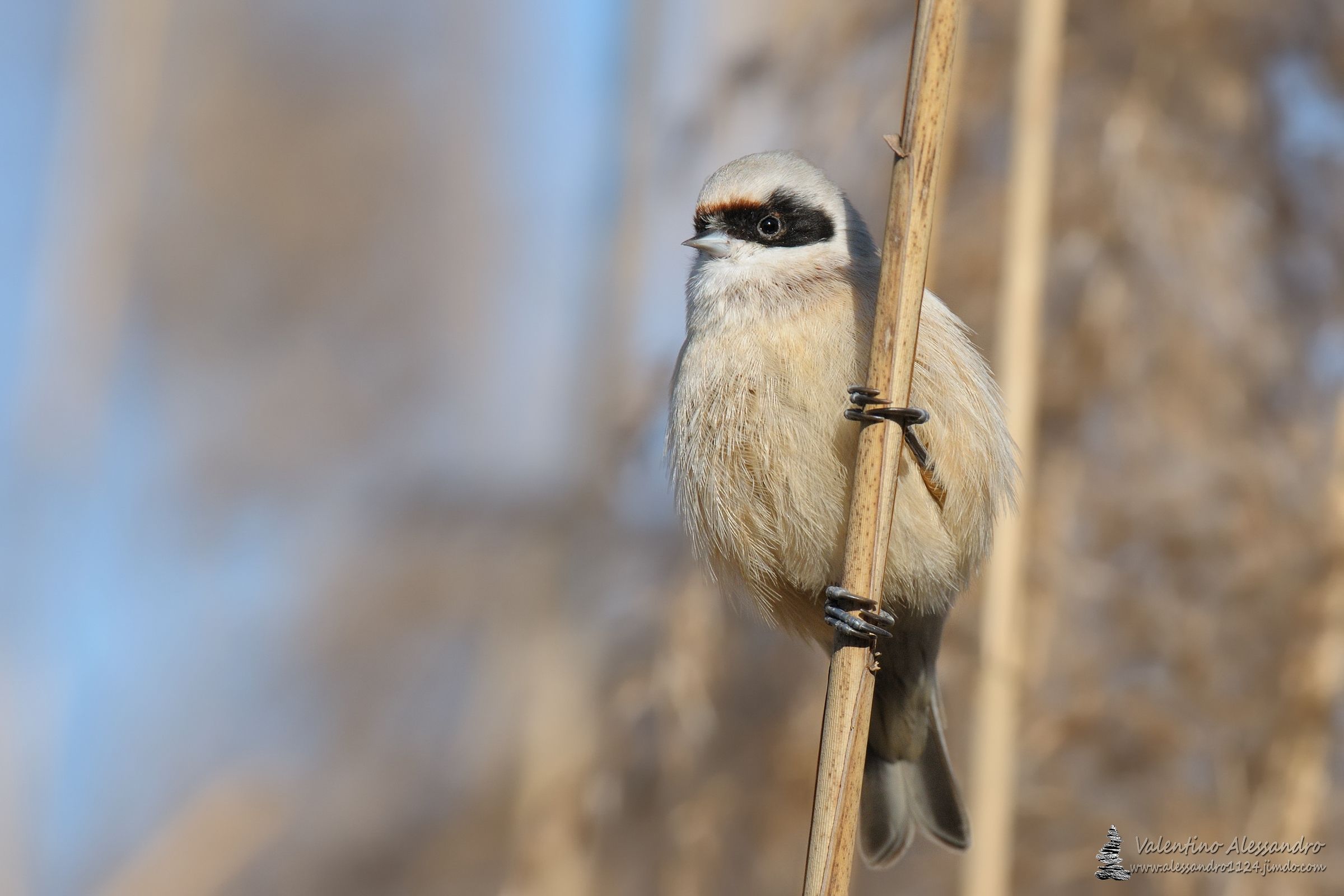 un pendolino per due