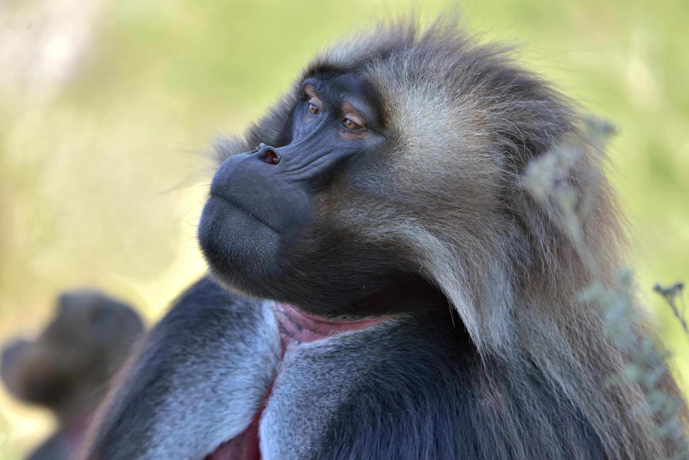 Etiopia 2015 - Gelada baboon