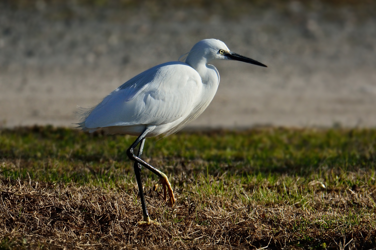 Il passo elegante della Garzetta