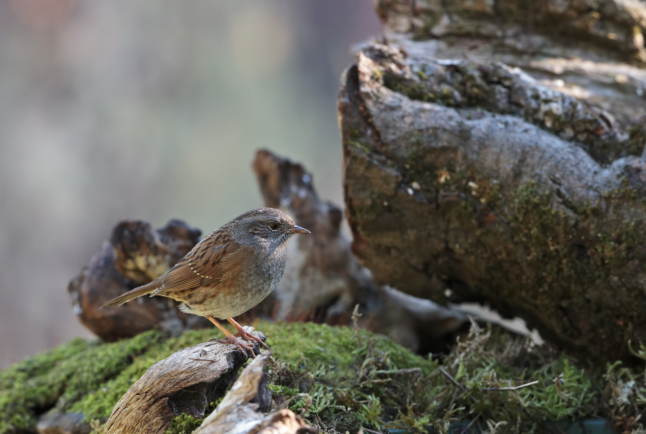 Una semplice passera scopaiola..